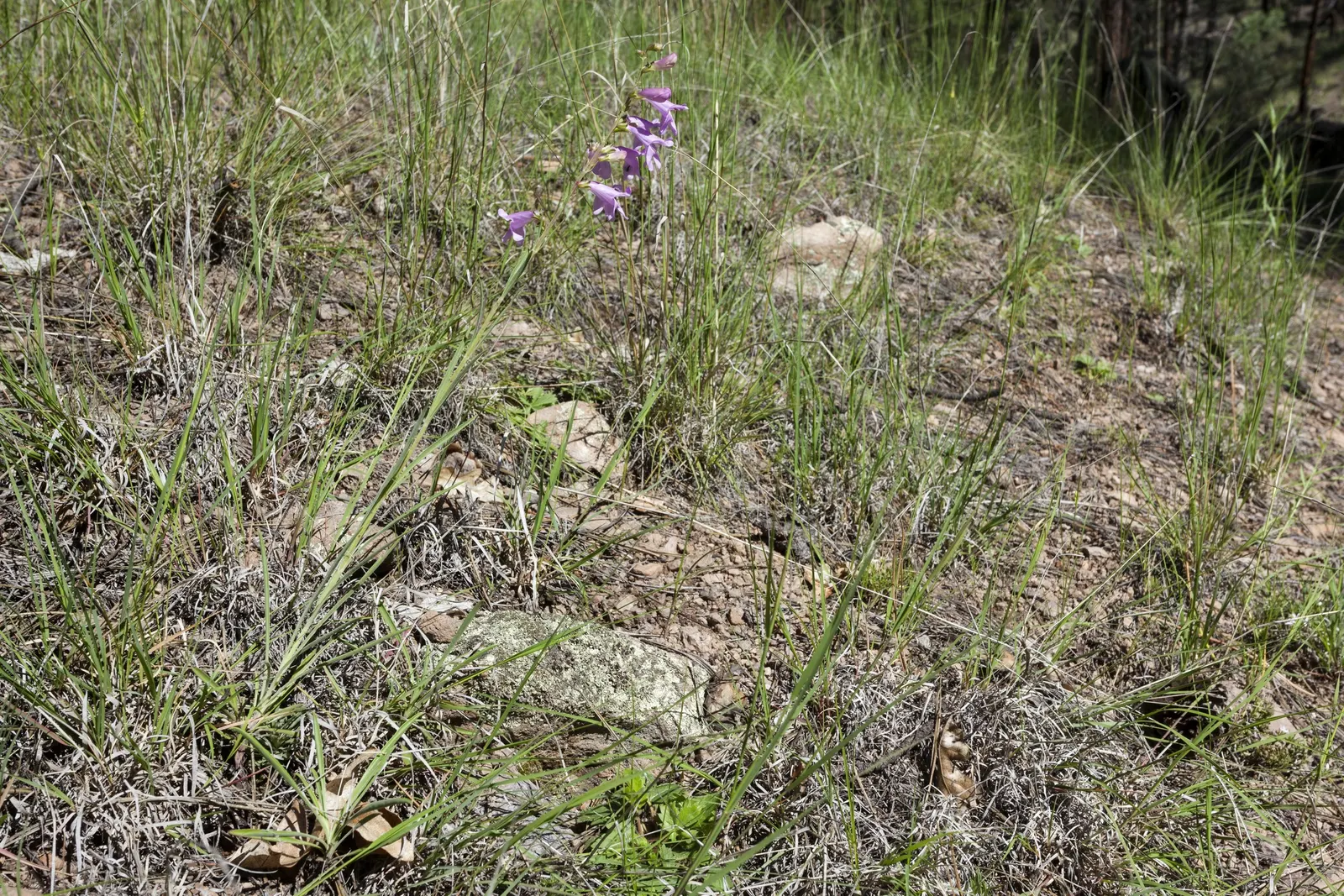 Foothill Penstemon (Penstemon Heterophyllus) — scientifically known as Penstemon heterophyllus