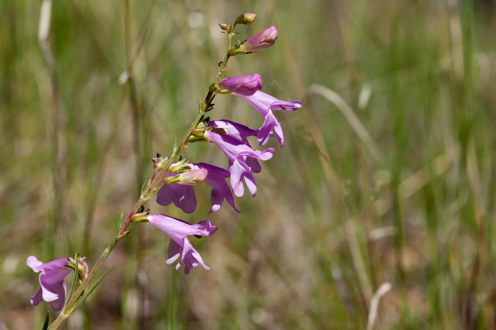Foothill Penstemon (Penstemon Heterophyllus) — This Californian native thrives in full sun to light shade and well-draining soils