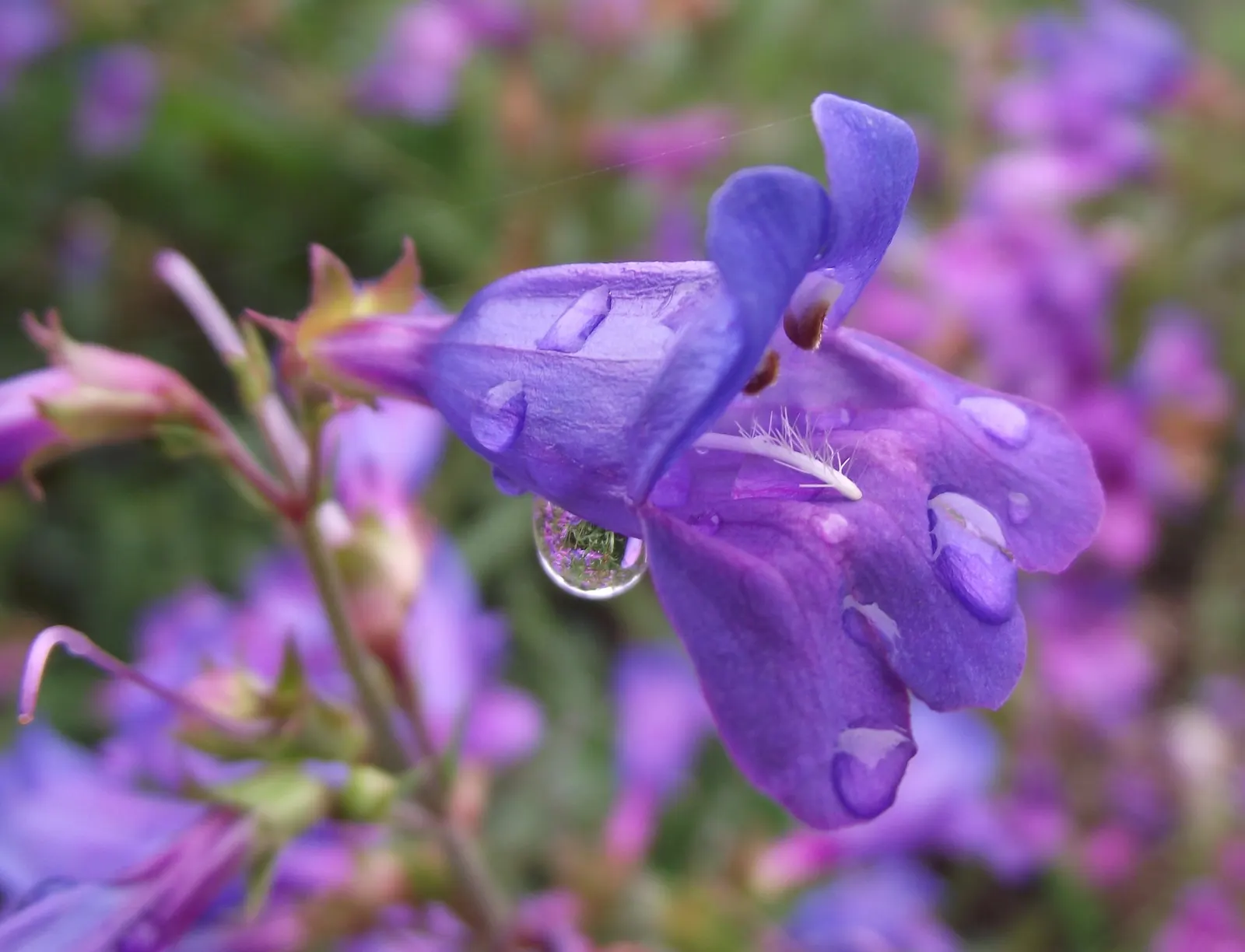 Foothill Penstemon (Penstemon Heterophyllus) — perennial with blue blooms