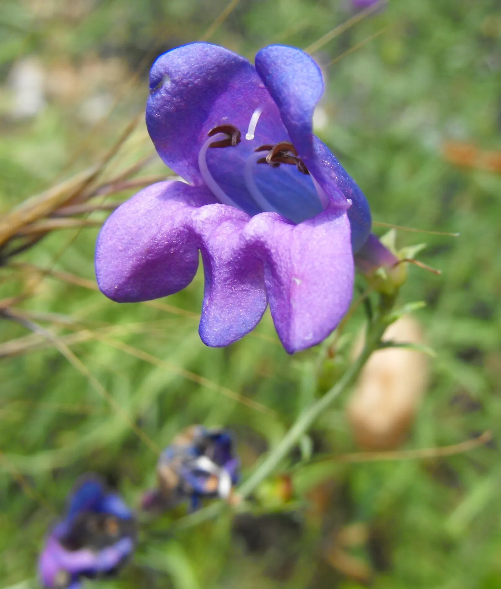 Foothill Penstemon (Penstemon Heterophyllus) — It requires well-draining soil