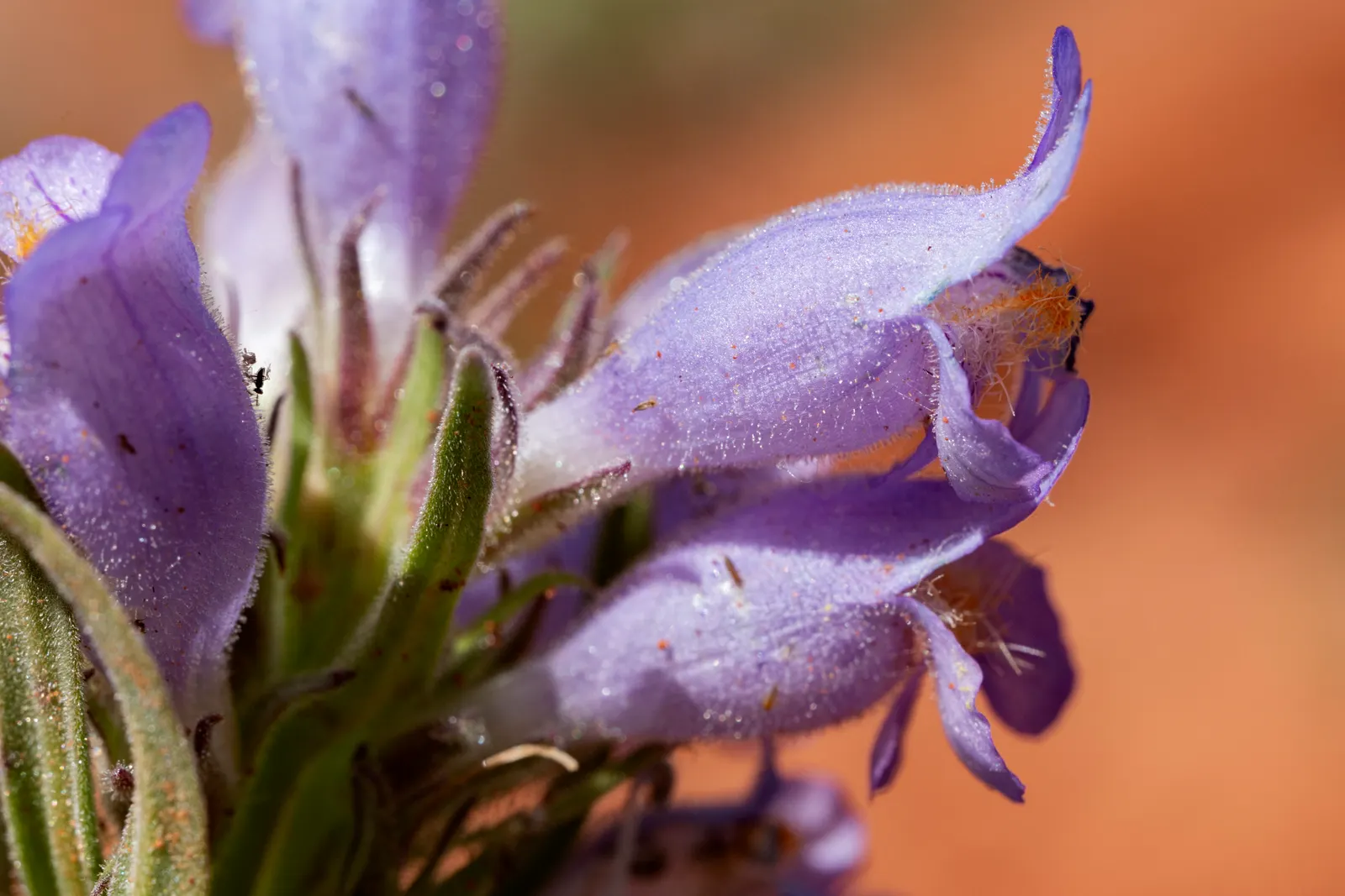 Foothill Penstemon (Penstemon Heterophyllus) — blue flowers in the garden