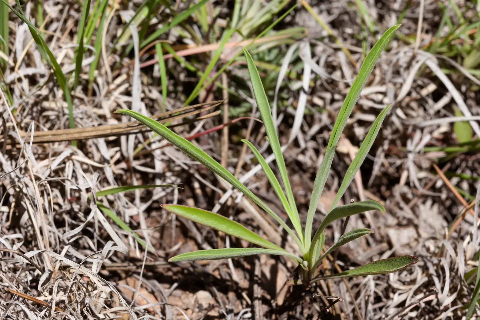 Foothill Penstemon (Penstemon Heterophyllus) — Truly a delight for any garden