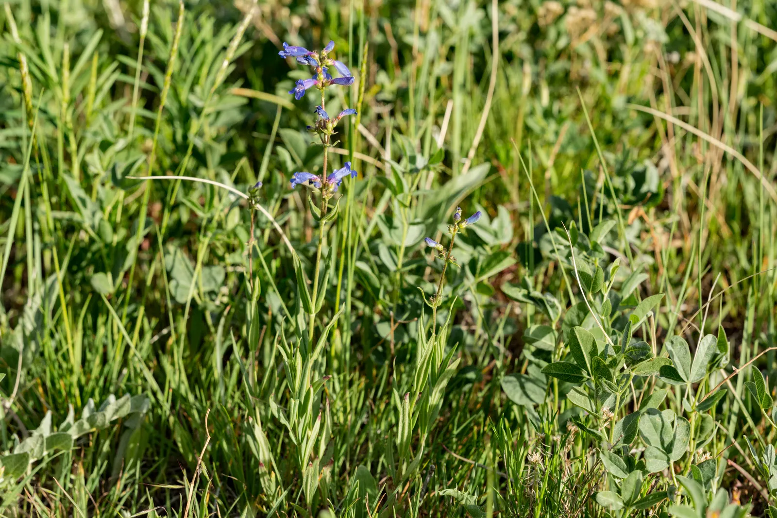 Foothill Penstemon (Penstemon Heterophyllus) — offers a lengthy display of color that attracts pollinators such as hummingbirds and bees