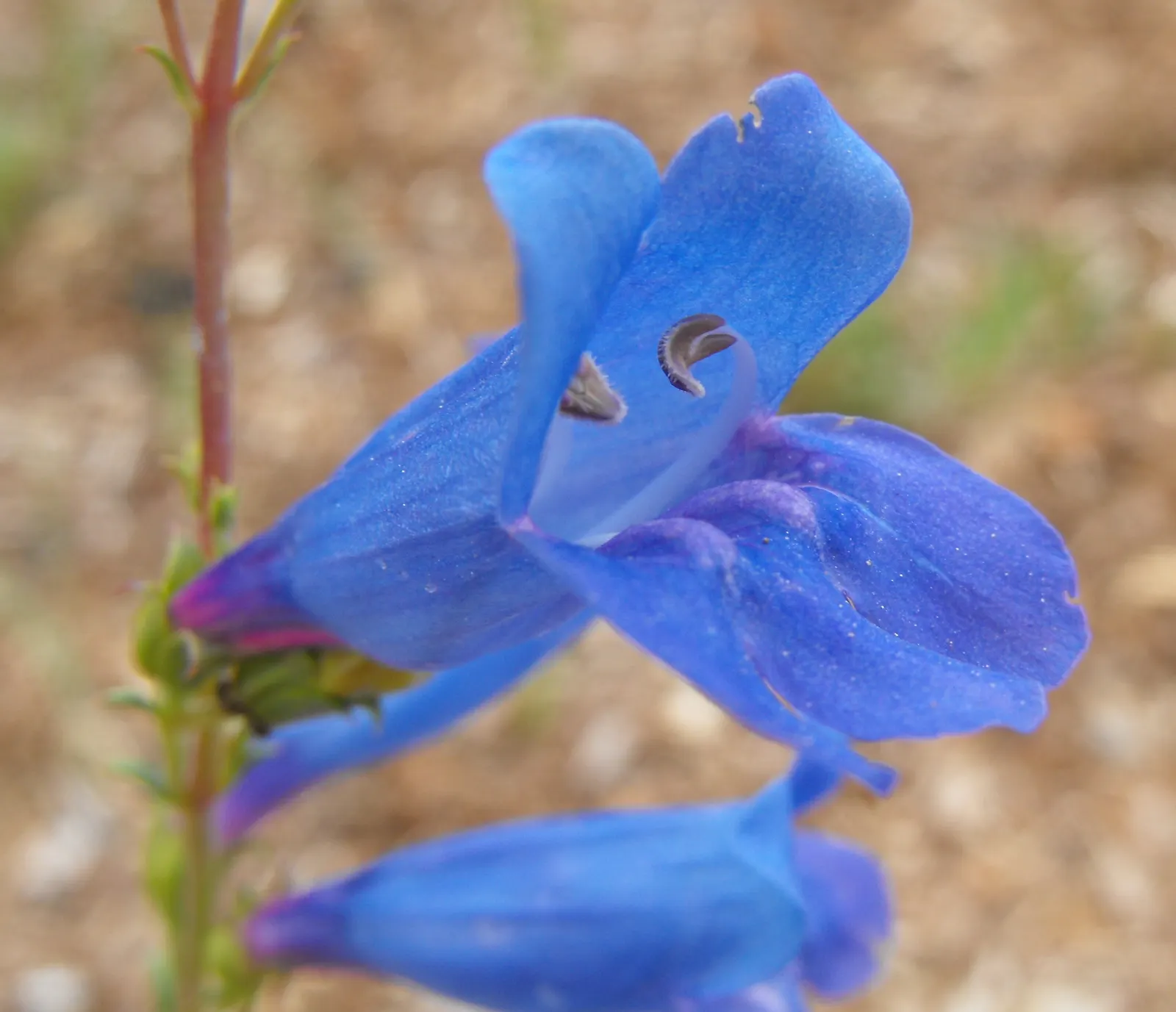 Foothill Penstemon (Penstemon Heterophyllus) — Renowned for its stunning gradation from blue to violet blooms in late spring to early summer
