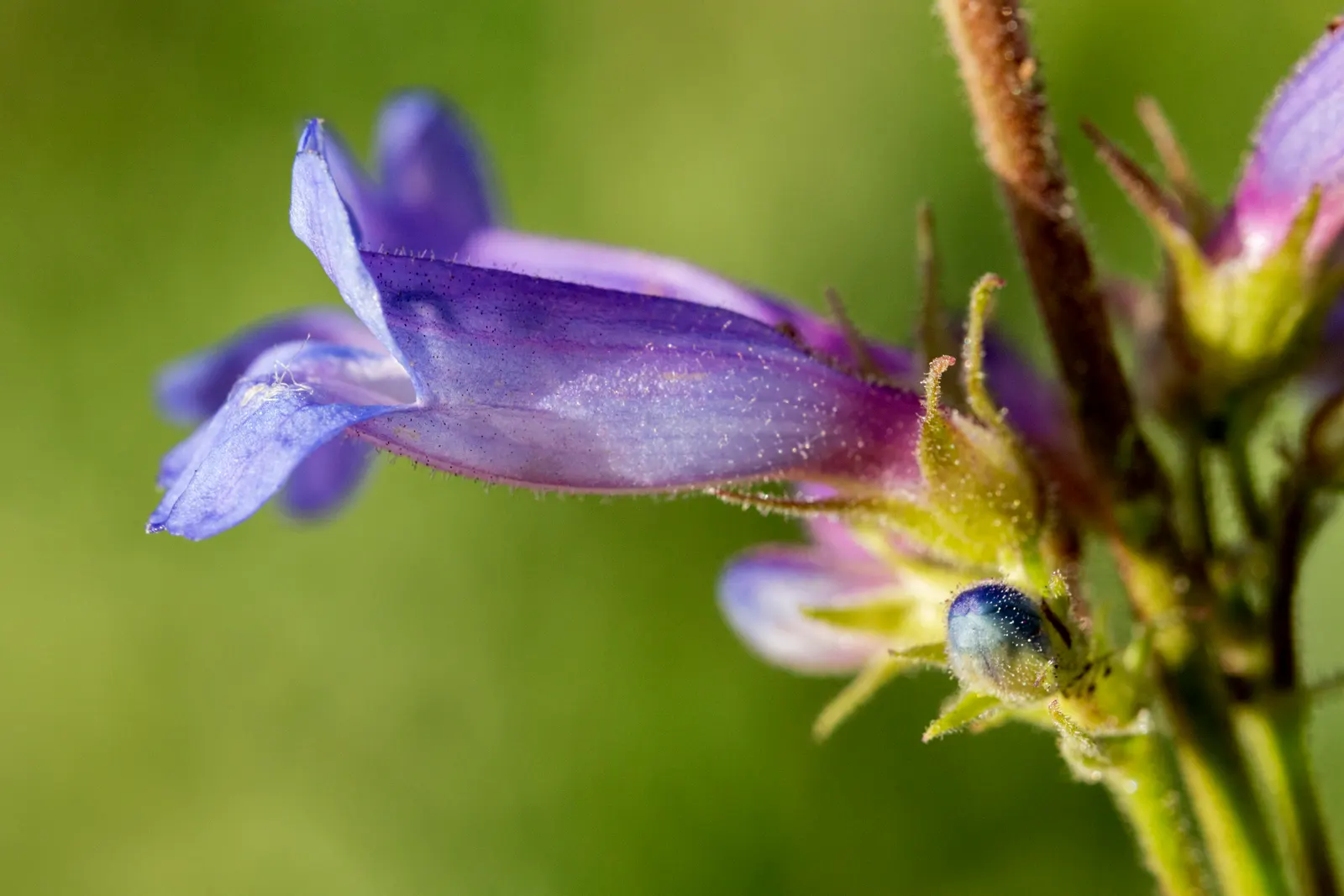Foothill Penstemon (Penstemon Heterophyllus) — this North American native flourishes in USDA hardiness zones 6 through 9