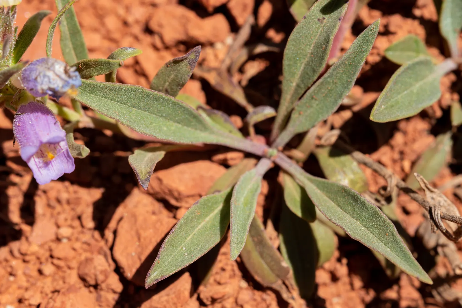 Foothill Penstemon (Penstemon Heterophyllus) — it attracts pollinators while being drought-tolerant