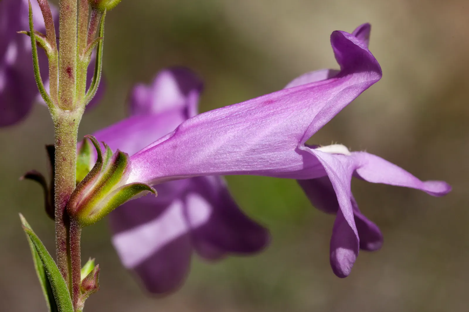 Foothill Penstemon (Penstemon Heterophyllus) — Versatile in mixed borders or wildflower gardens