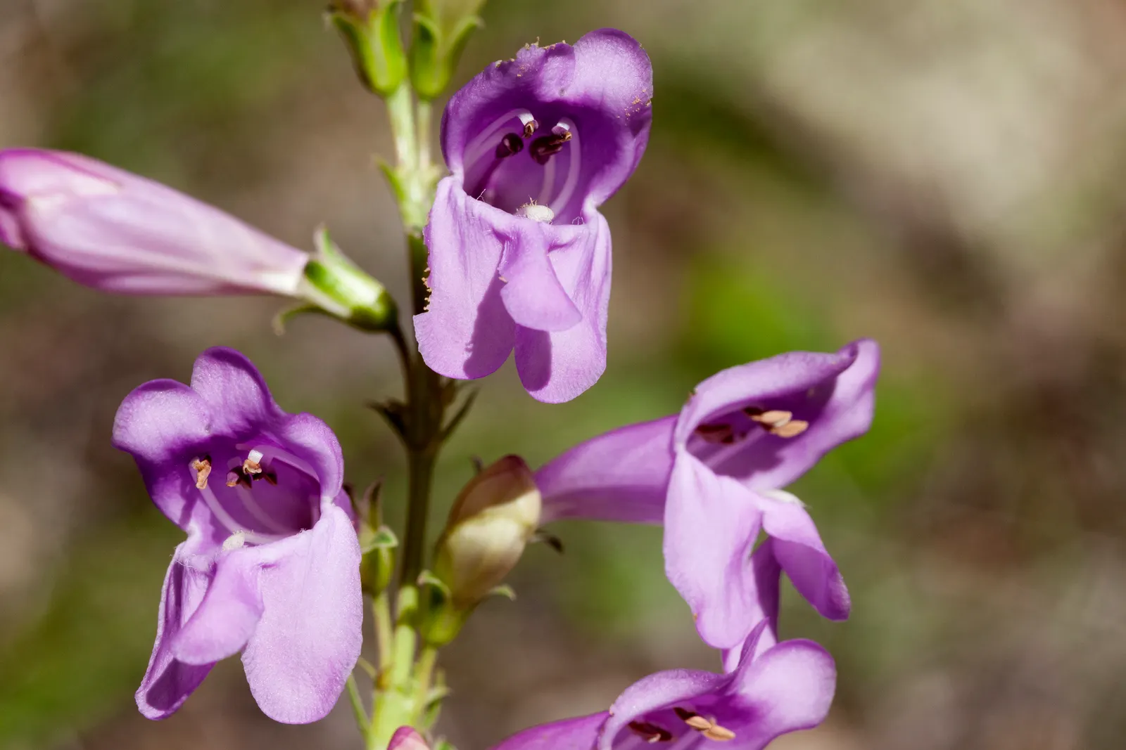 Foothill Penstemon (Penstemon Heterophyllus) — it provides long-lasting color and is hardy in USDA zones 6-9