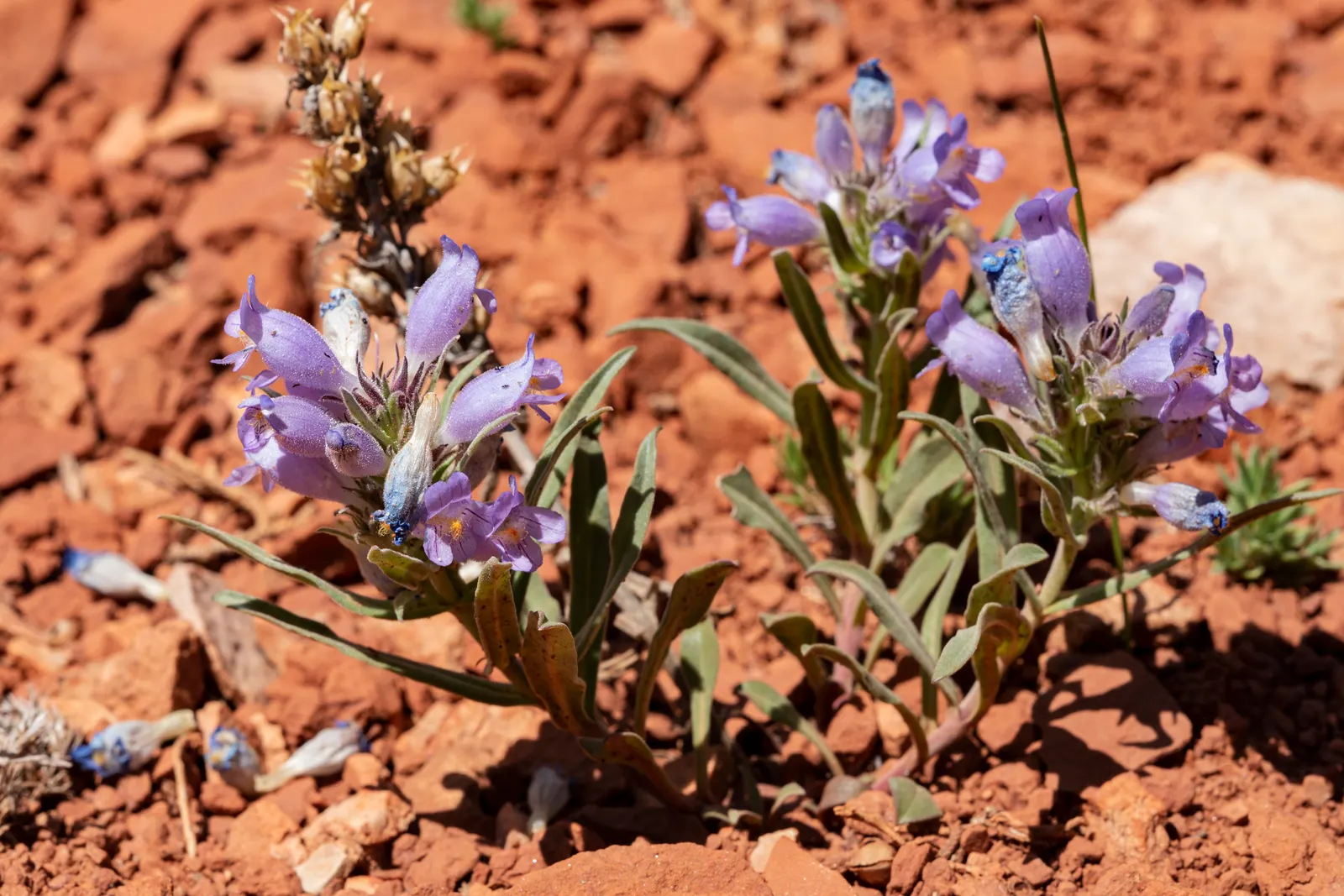 Foothill Penstemon (Penstemon Heterophyllus) — making it particularly suited for xeriscaping or regions with water conservation in mind