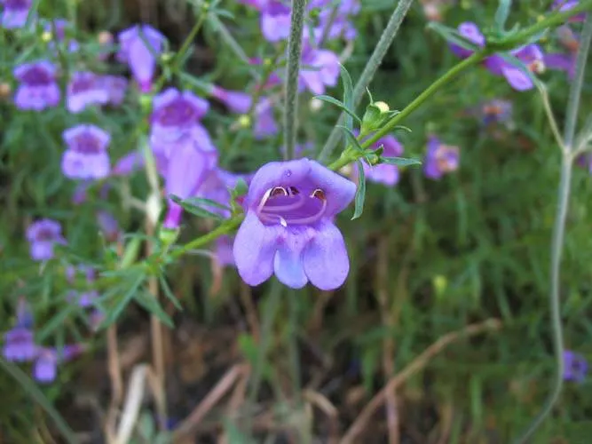 Foothill Penstemon (Penstemon Heterophyllus) — Full sun or light shade can accommodate this versatile plant