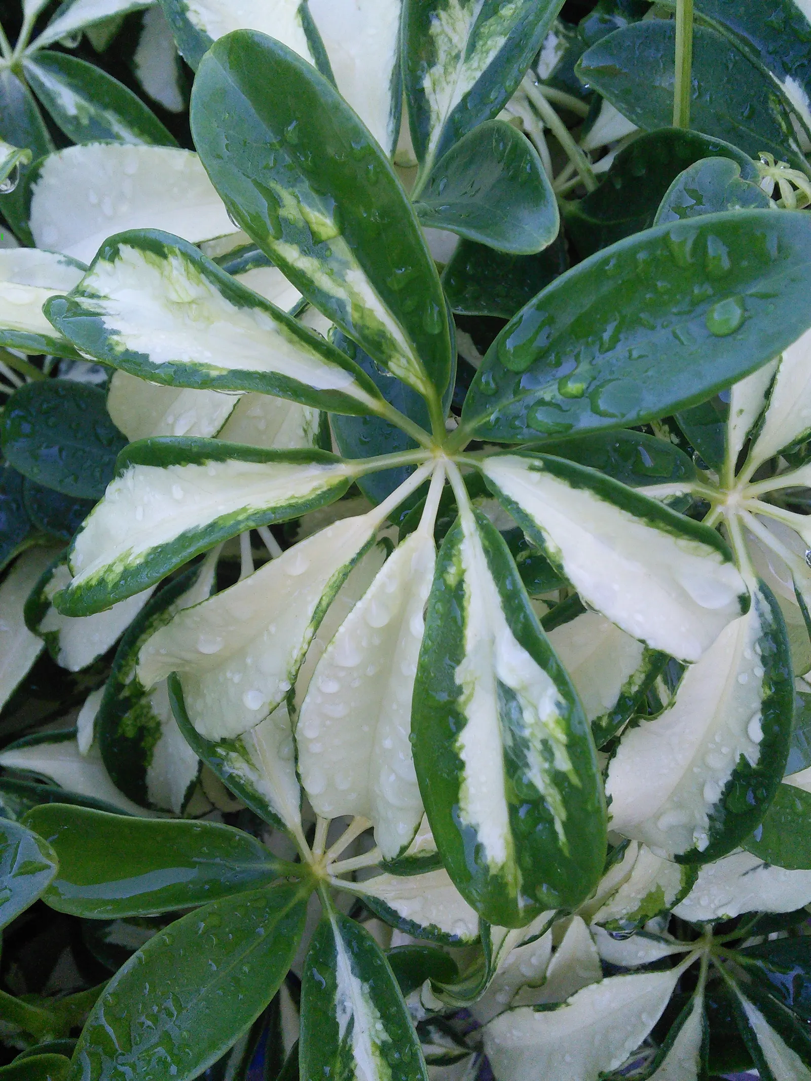 Trinette Hawaiian Schefflera (Schefflera Arboricola 'Trinette') — The Trinette Hawaiian Schefflera (Schefflera arboricola 'Trinette') is a versatile dwarf shrub