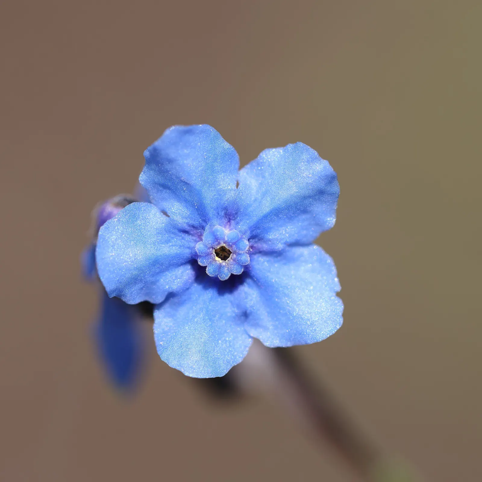 Chinese Forget-Me-Not (Cynoglossum Amabile) — scientifically known as Cynoglossum amabile; enhancing the ecological value of the garden space.<br><br>In terms