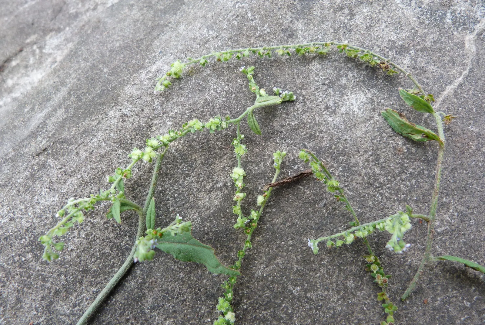 Chinese Forget-Me-Not (Cynoglossum Amabile) — the Chinese Forget-me-not blooms profusely throughout the spring and early summer