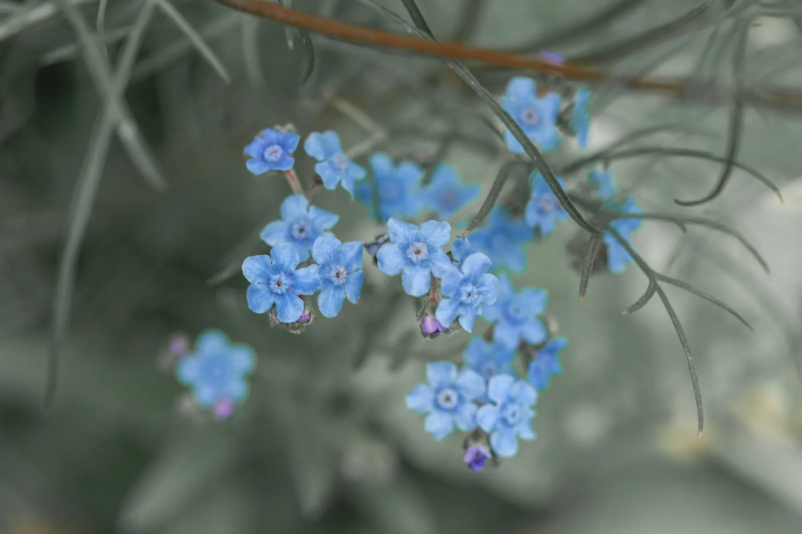 Chinese Forget-Me-Not (Cynoglossum Amabile) — An annual reaching 18-24 inches in height, it thrives in full sun to partial shade in well-drained soil