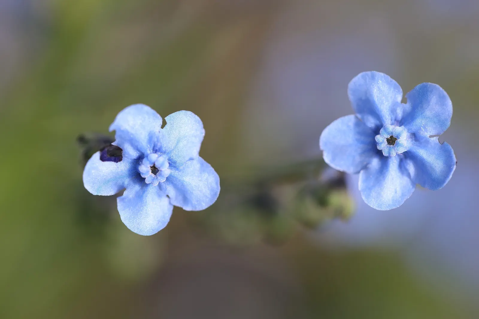 Chinese Forget-Me-Not (Cynoglossum Amabile) — adds a splash of color with its sky-blue blooms and contrasting white eye; its flowers peak from late spring to