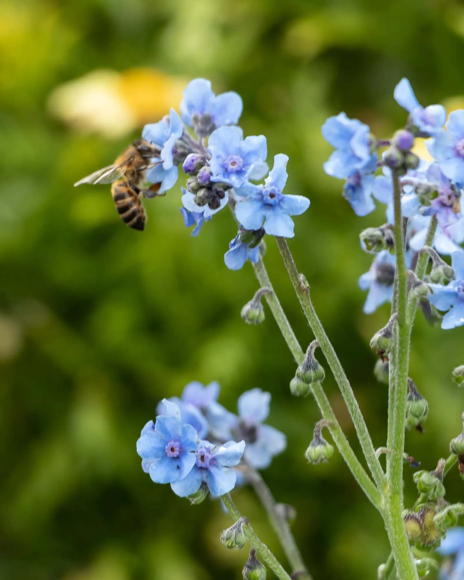 Chinese Forget-Me-Not (Cynoglossum Amabile) — featuring hairy leaves that emerge from a basal rosette; easy to grow, it's a charming choice for borders and