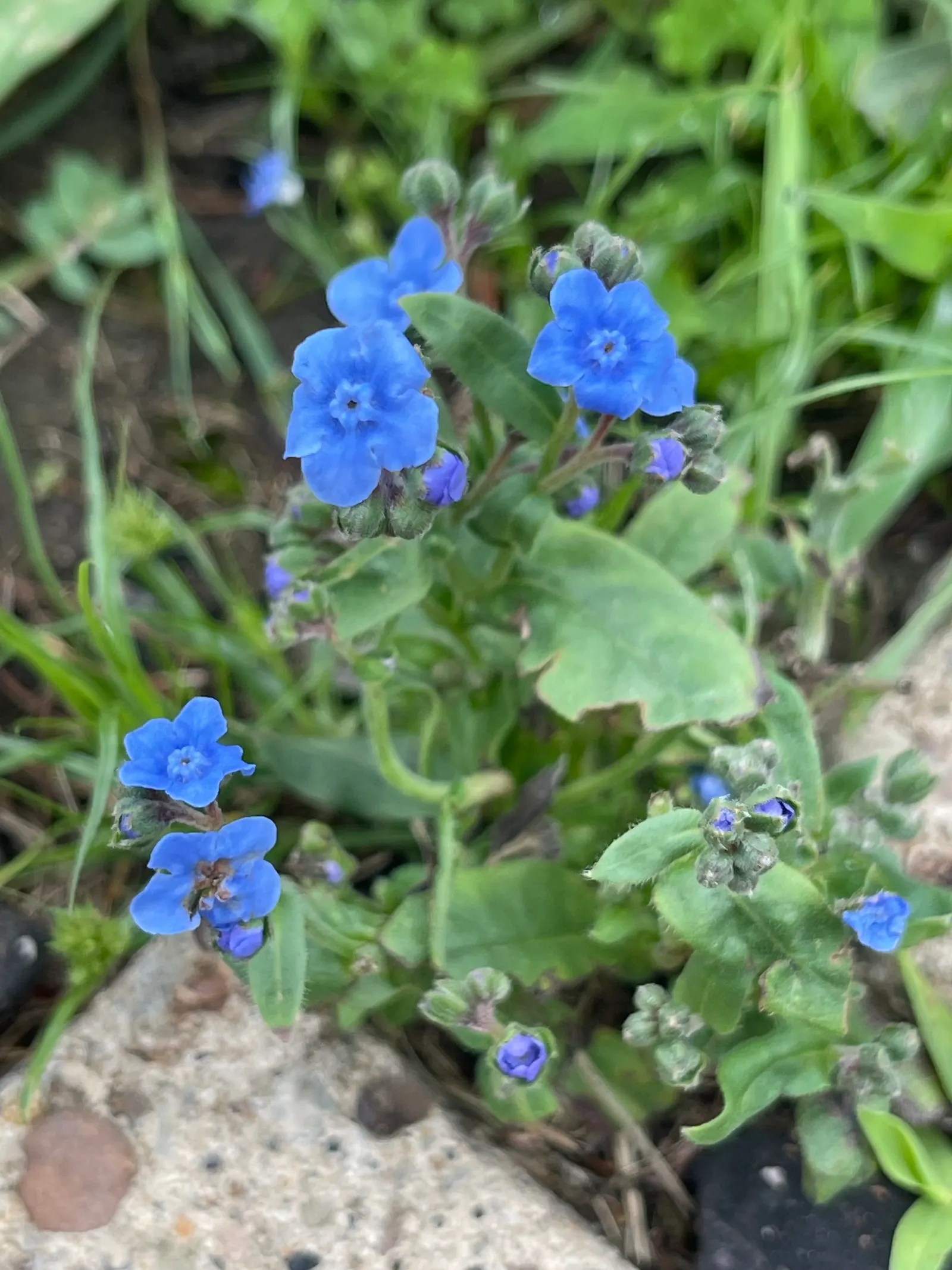 Chinese Forget-Me-Not (Cynoglossum Amabile) — enhancing the ecological value of the garden space.<br><br>In terms of maintenance
