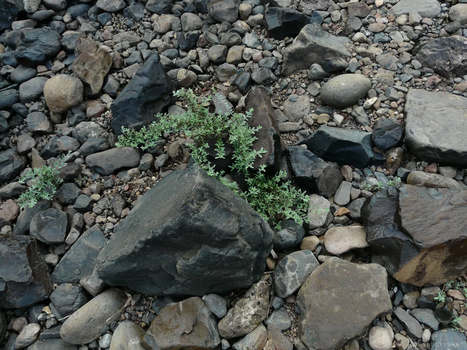 Chinese Forget-Me-Not (Cynoglossum Amabile) — scientifically known as Cynoglossum amabile