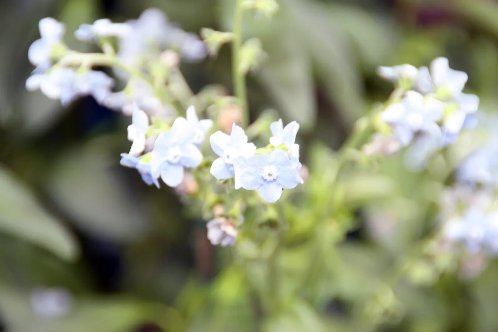 Chinese Forget-Me-Not (Cynoglossum Amabile) — blue flowers in the garden