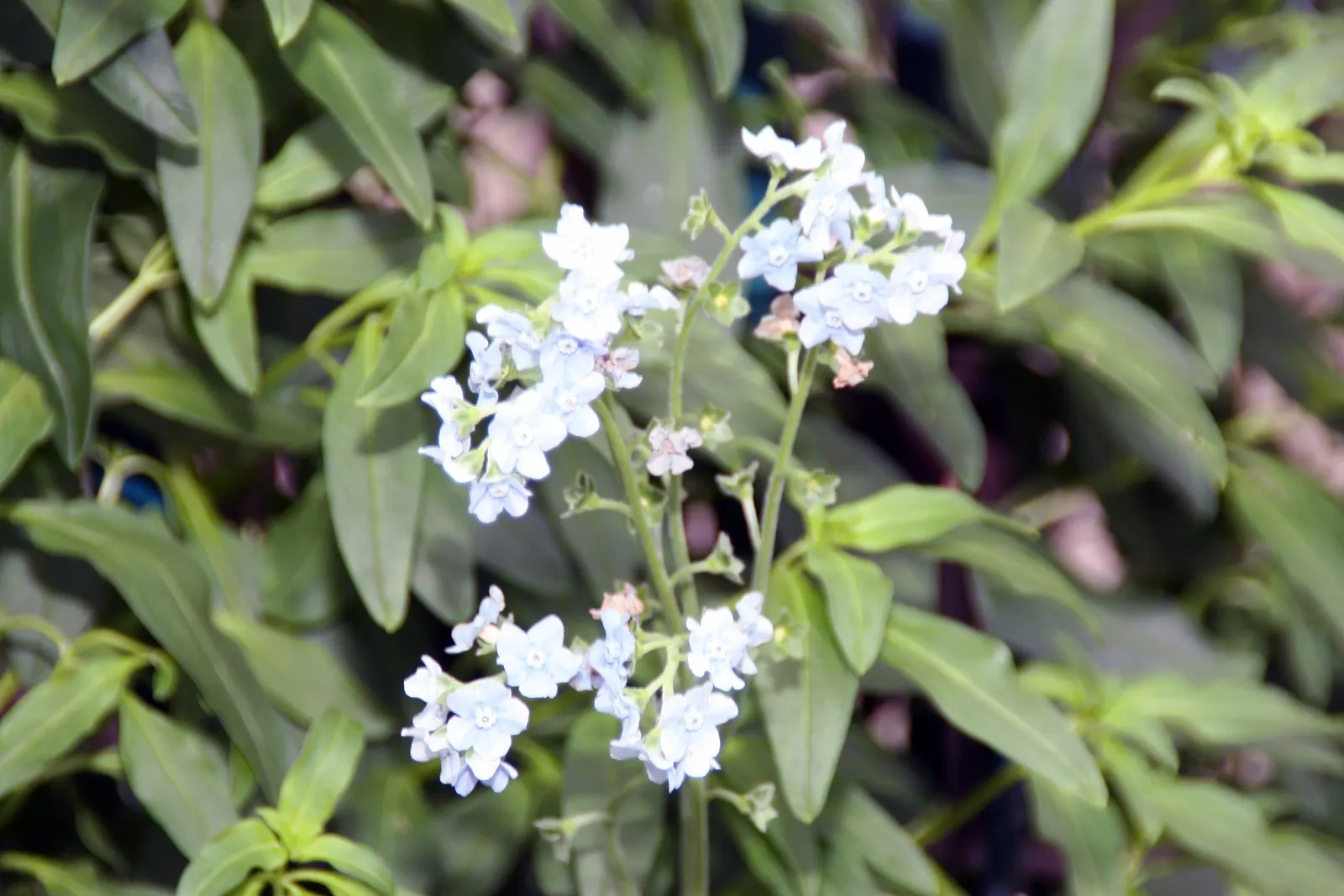Chinese Forget-Me-Not (Cynoglossum Amabile) — annual for full or half