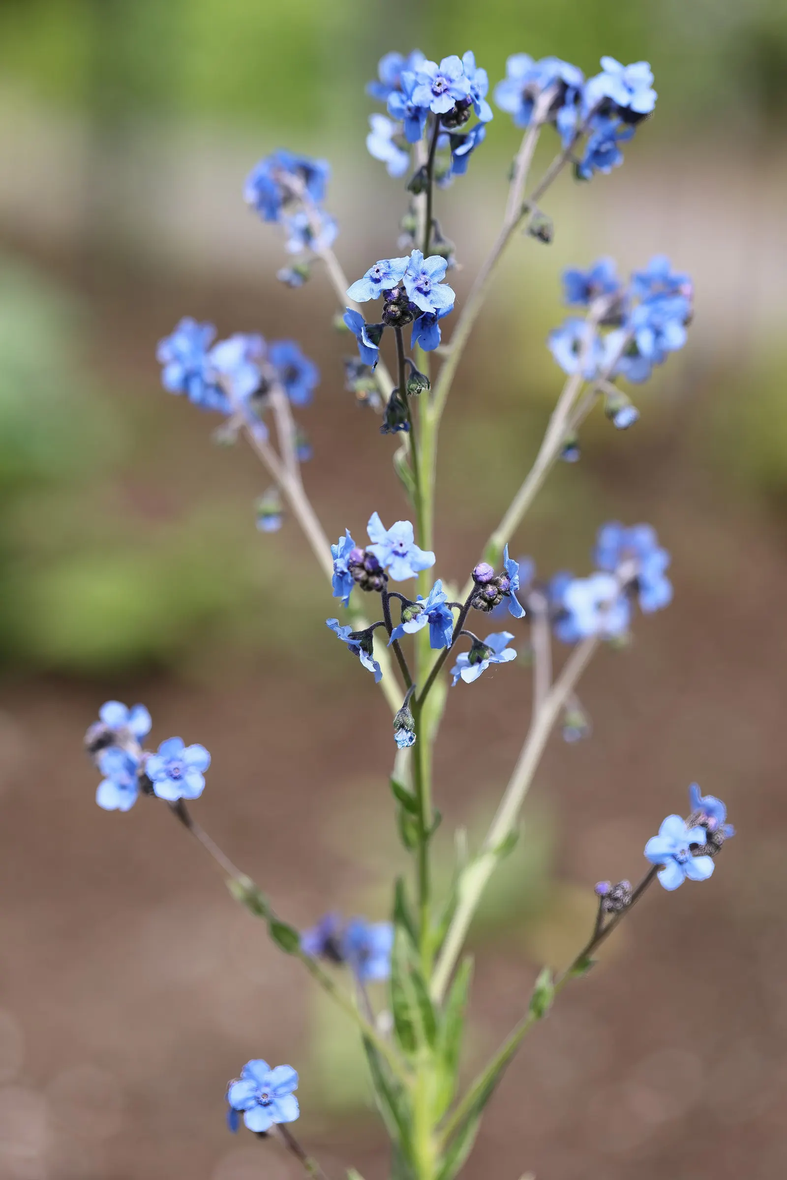 Chinese Forget-Me-Not (Cynoglossum Amabile) — Easy to grow, it's a charming choice for borders and cottage gardens, attracting bees and butterflies; annual