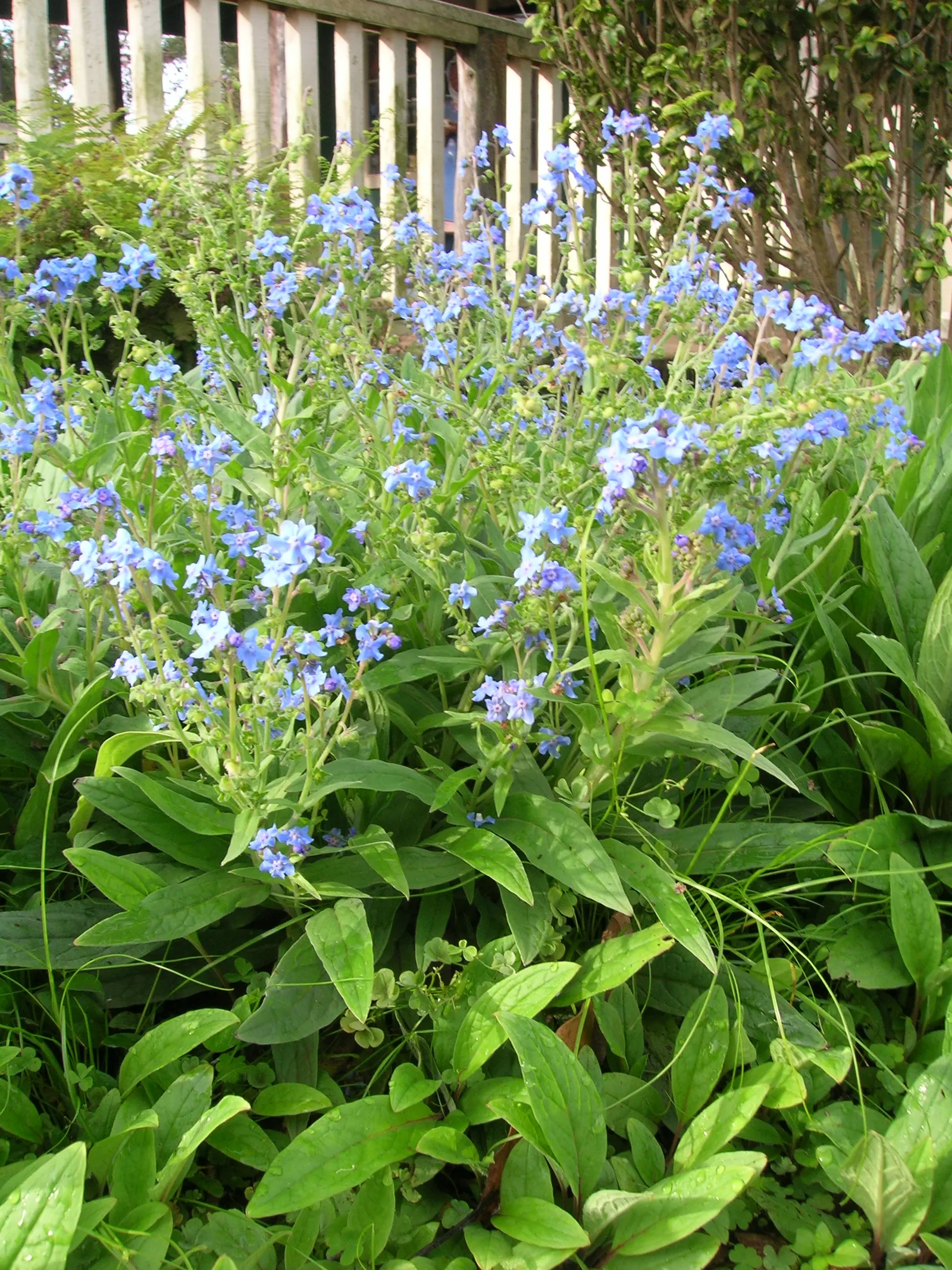 Chinese Forget-Me-Not (Cynoglossum Amabile) — Chinese Forget-me-nots are low-care and do not generally require deadheading
