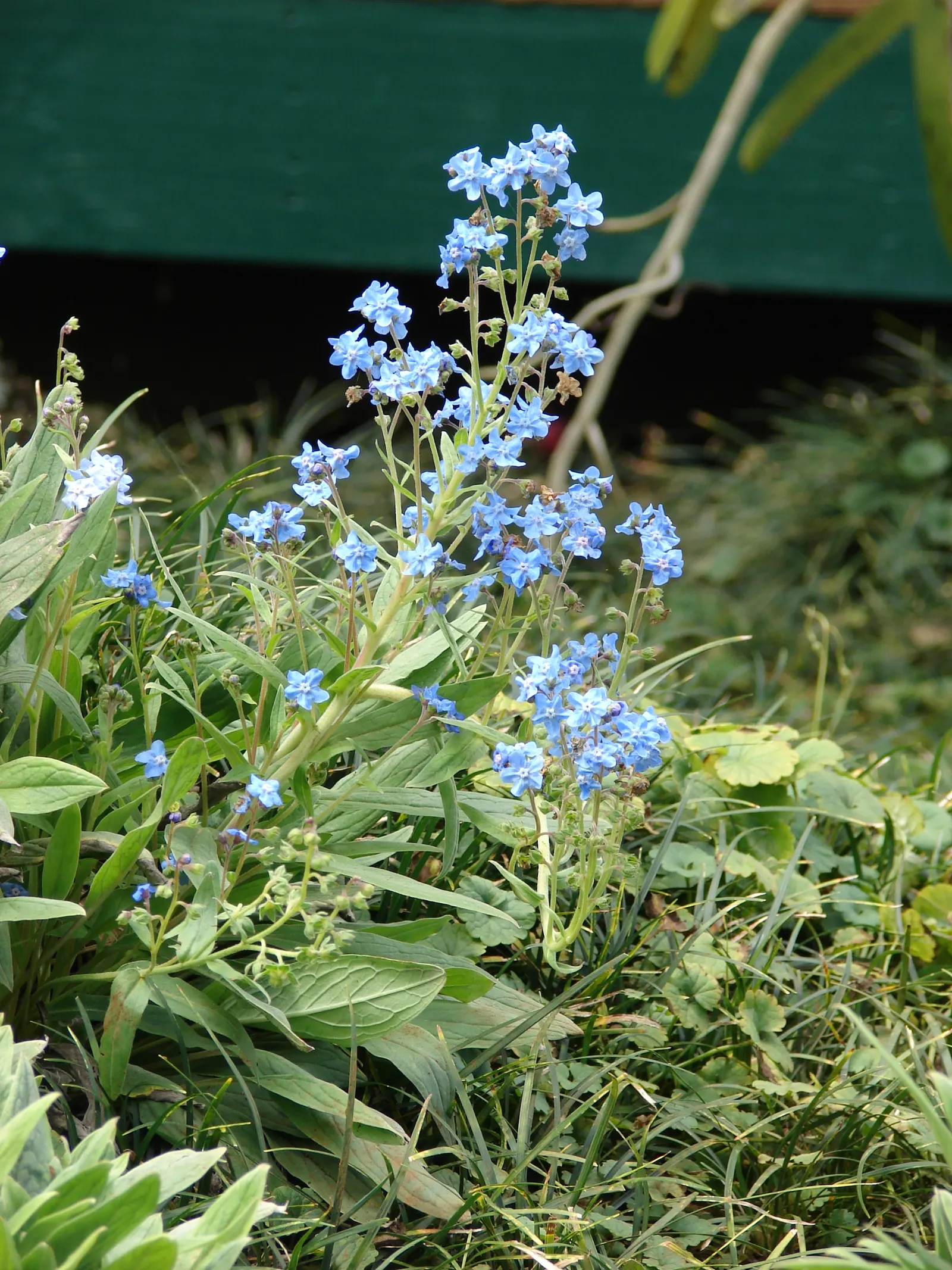 Chinese Forget-Me-Not (Cynoglossum Amabile) — An annual reaching 18-24 inches in height, it thrives in full sun to partial shade in well-drained, image 21