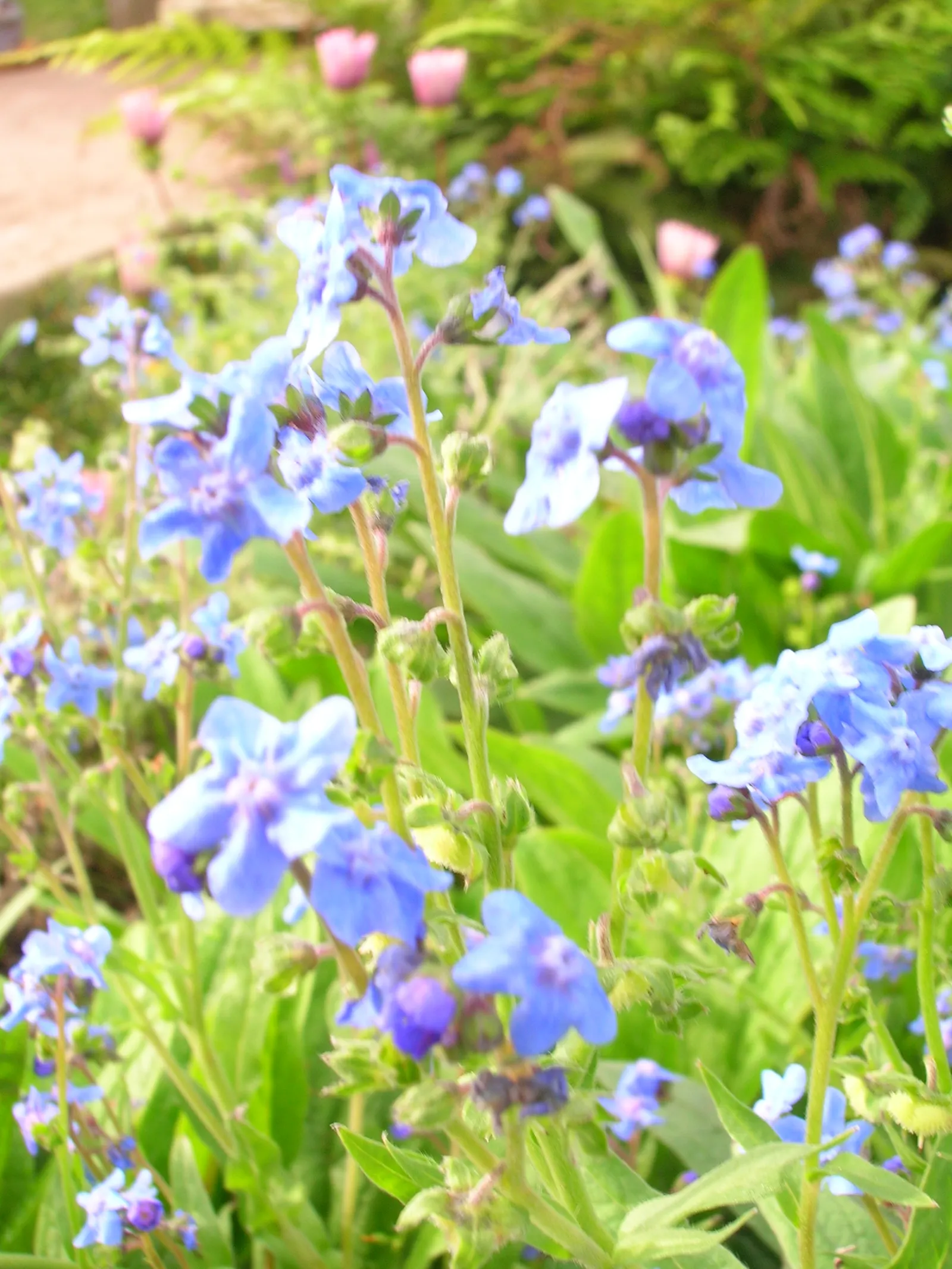 Chinese Forget-Me-Not (Cynoglossum Amabile) — injecting a splash of color reminiscent of clear; the plant's foliage is lance-shaped