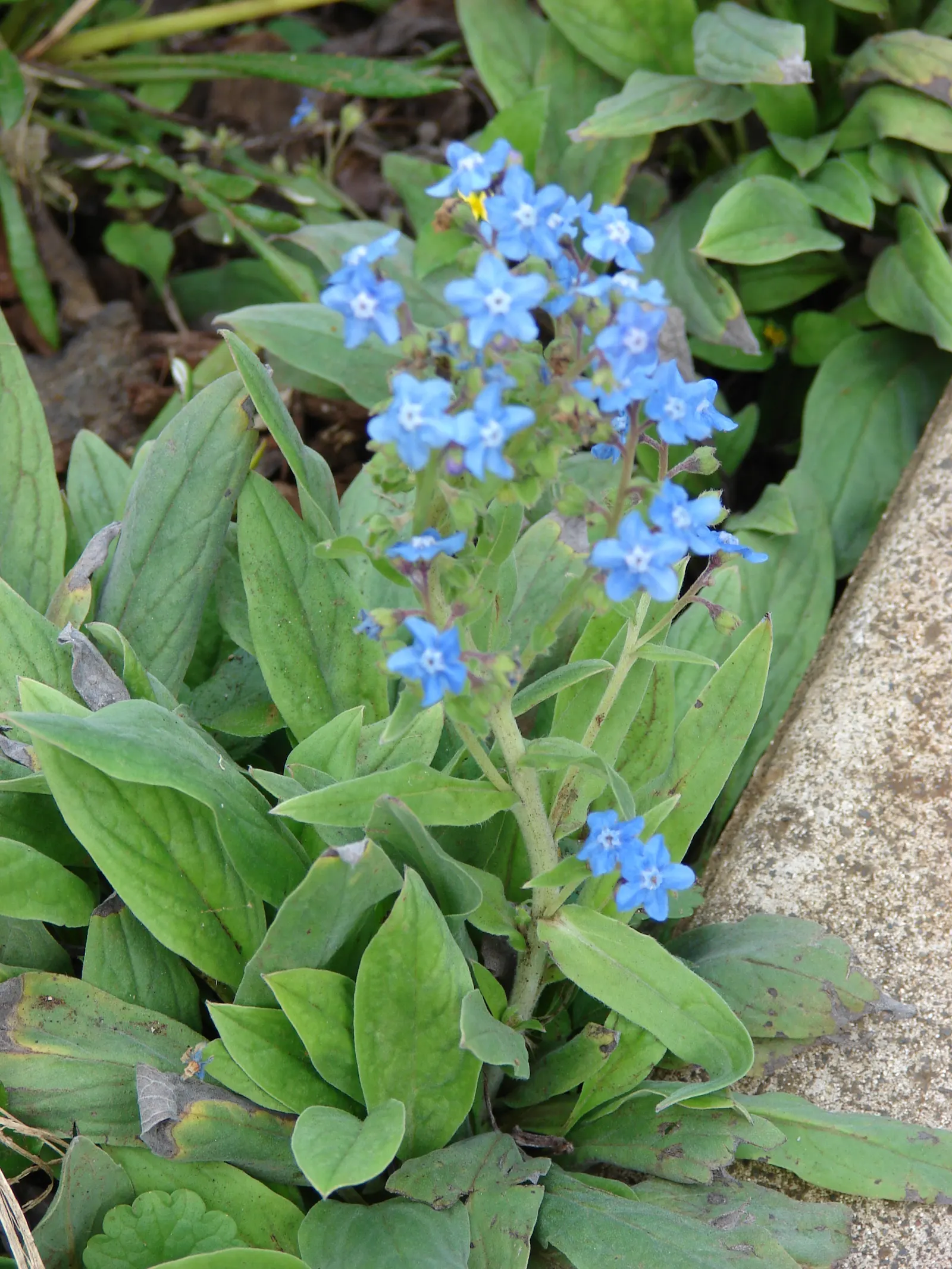 Chinese Forget-Me-Not (Cynoglossum Amabile) — Easy to grow, it's a charming choice for borders and cottage gardens, attracting bees and butterflies
