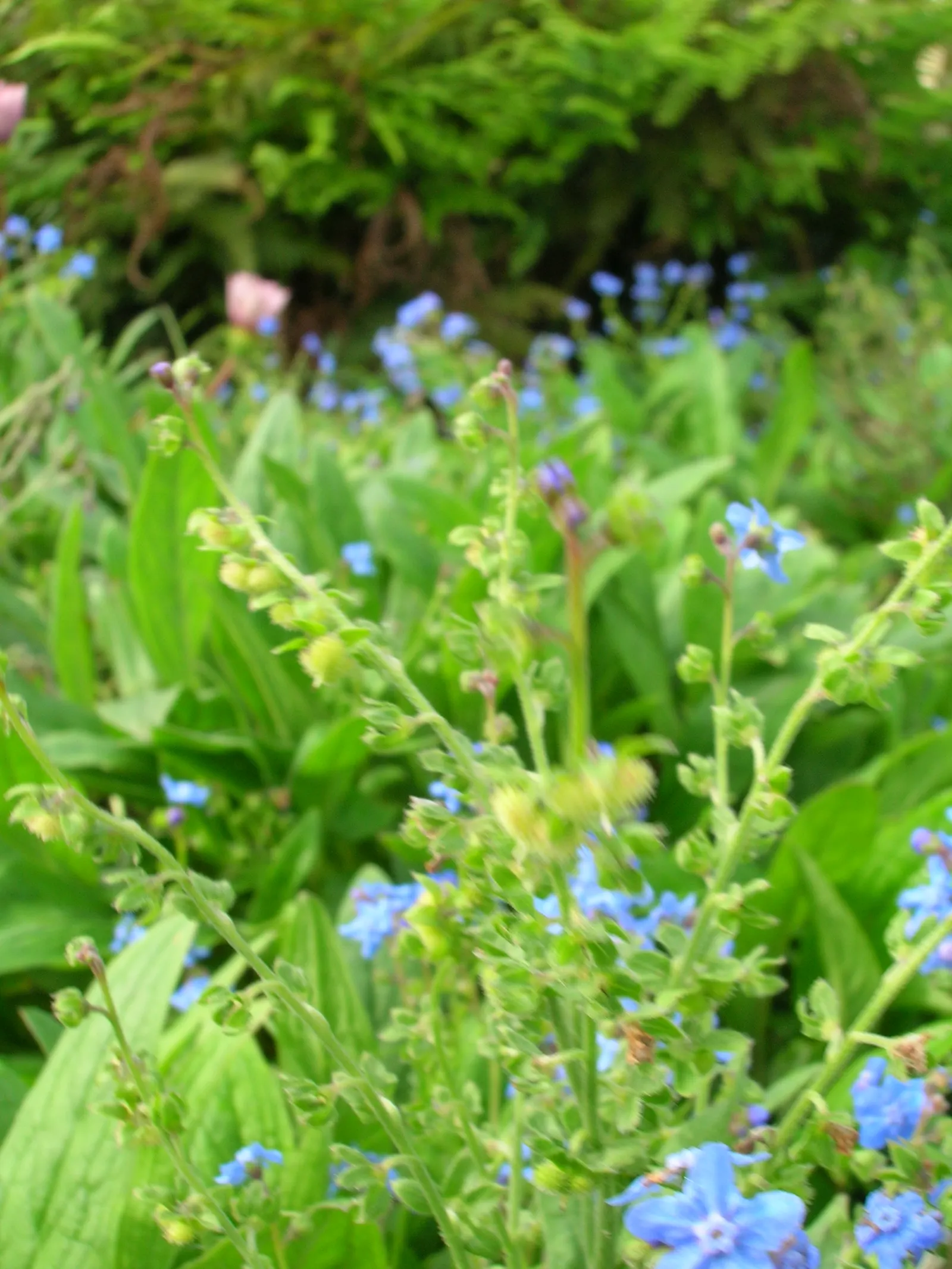 Chinese Forget-Me-Not (Cynoglossum Amabile) — Its flowers peak from late spring to early summer, adding a quaint, old-world feel to any landscape; the Chinese