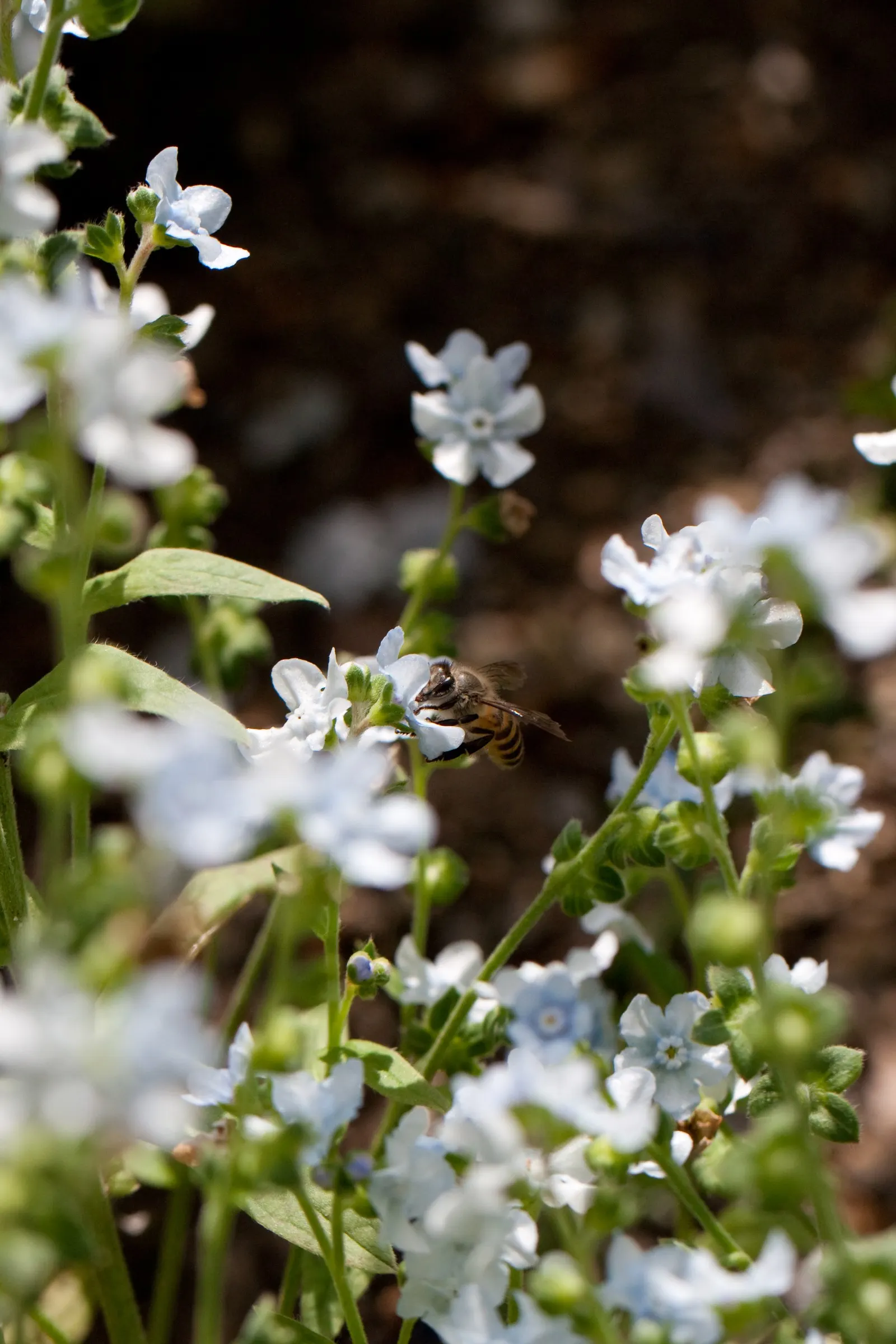 Chinese Forget-Me-Not (Cynoglossum Amabile) — injecting a splash of color reminiscent of clear
