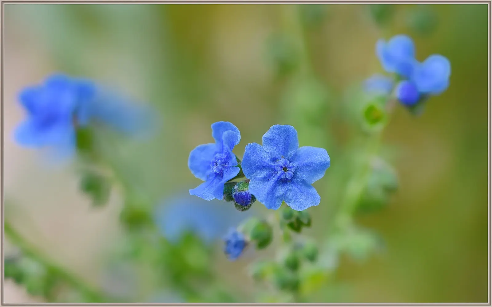 Chinese Forget-Me-Not (Cynoglossum Amabile) — Its flowers peak from late spring to early summer, adding a quaint, old-world feel to any landscape