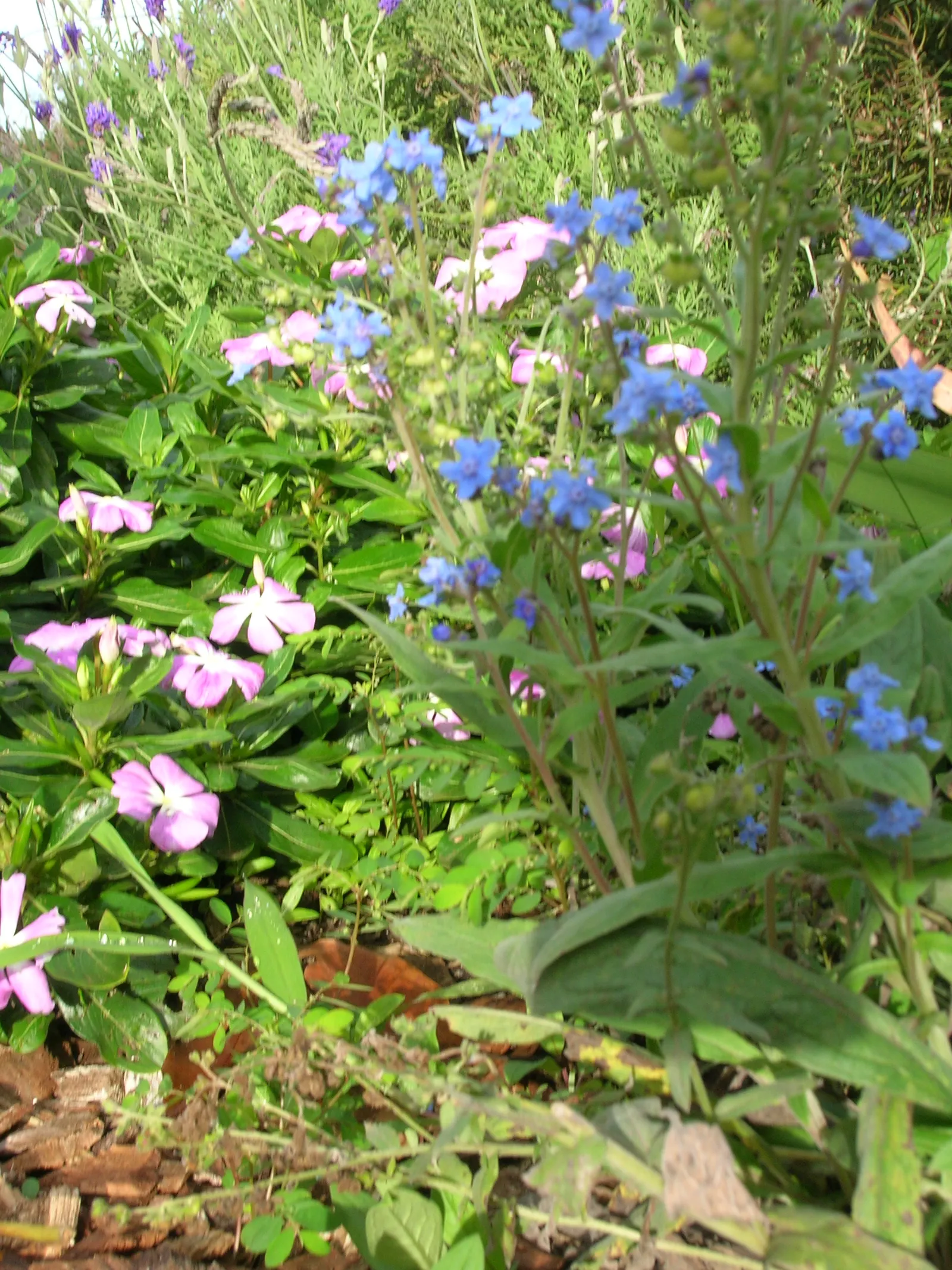 Chinese Forget-Me-Not (Cynoglossum Amabile) — The plant's foliage is lance-shaped; as they self-seed prolifically