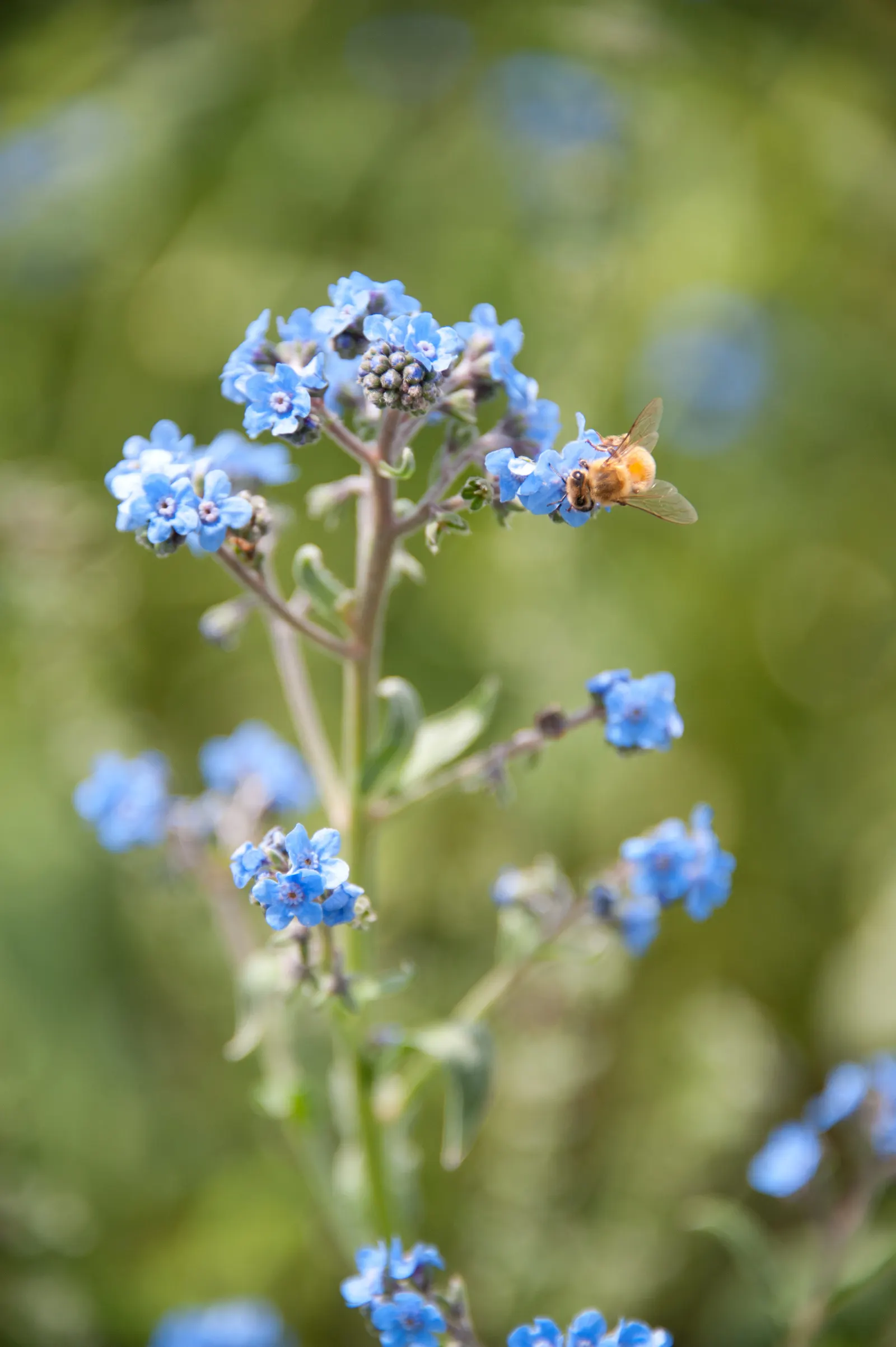 Chinese Forget-Me-Not (Cynoglossum Amabile) — textured appearance amidst other garden elements.<br><br>Thriving best in USDA Hardiness Zones 3, image 29