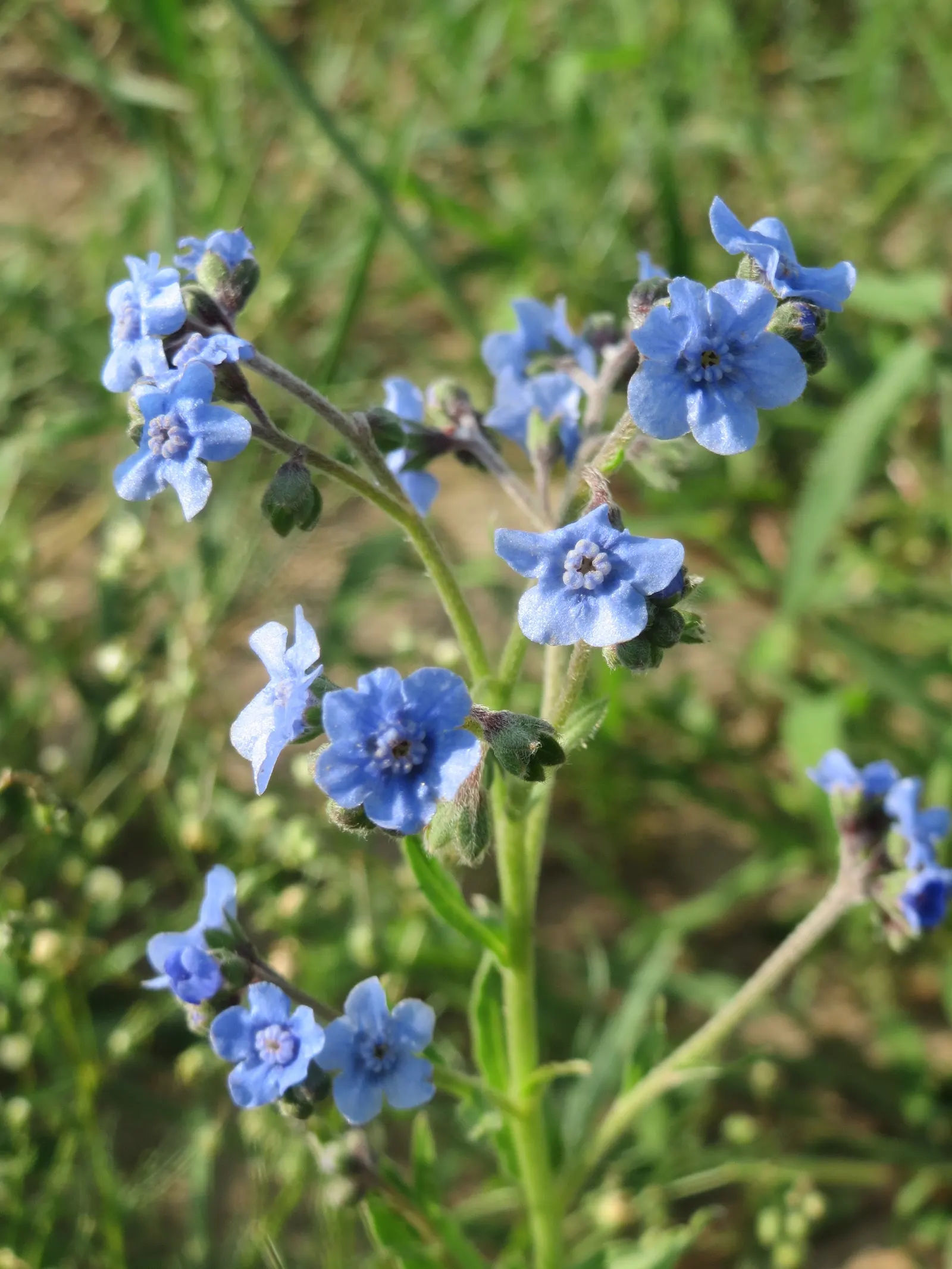 Chinese Forget-Me-Not (Cynoglossum Amabile) — Cynoglossum amabile prefers full sun to partial shade