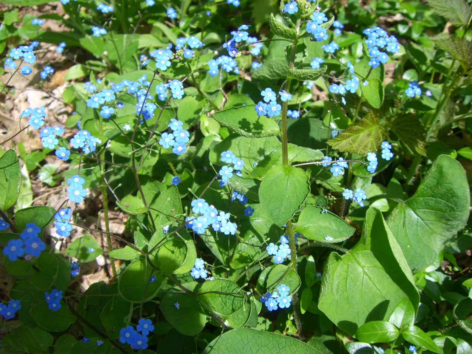 Chinese Forget-Me-Not (Cynoglossum Amabile) — textured appearance amidst other garden elements.<br><br>Thriving best in USDA Hardiness Zones 3 through 8