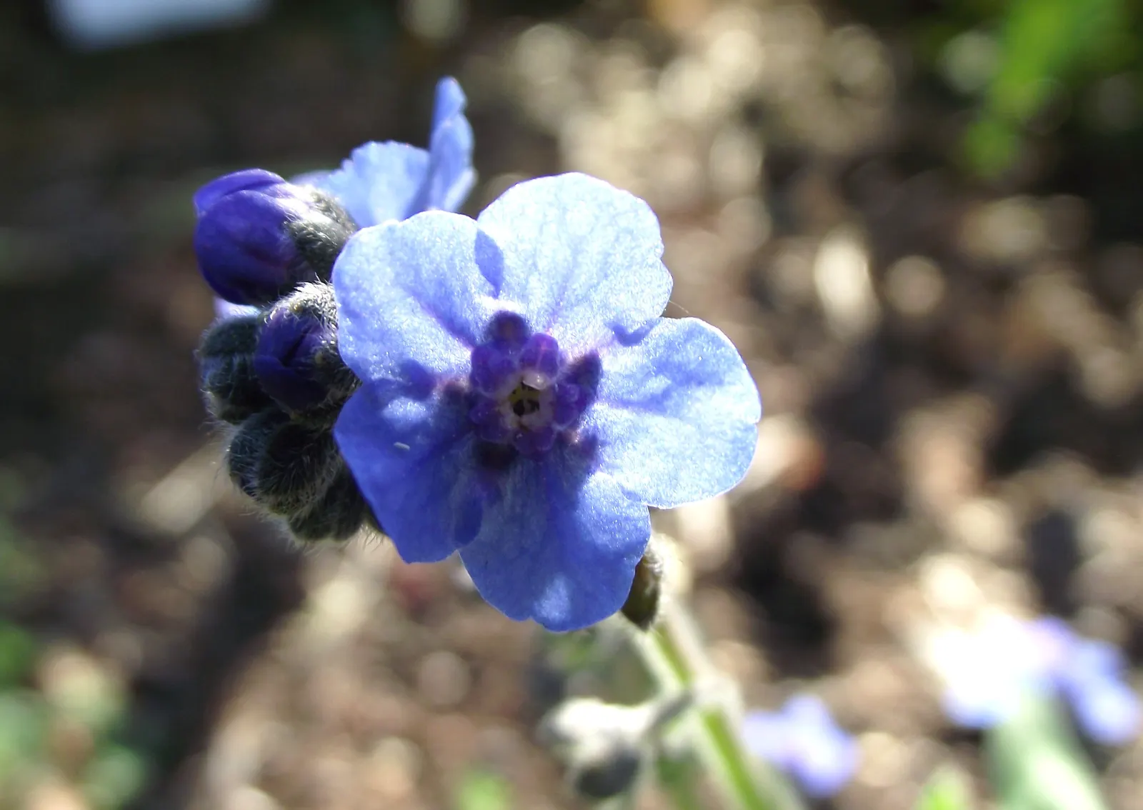 Chinese Forget-Me-Not (Cynoglossum Amabile) — The plant's foliage is lance-shaped