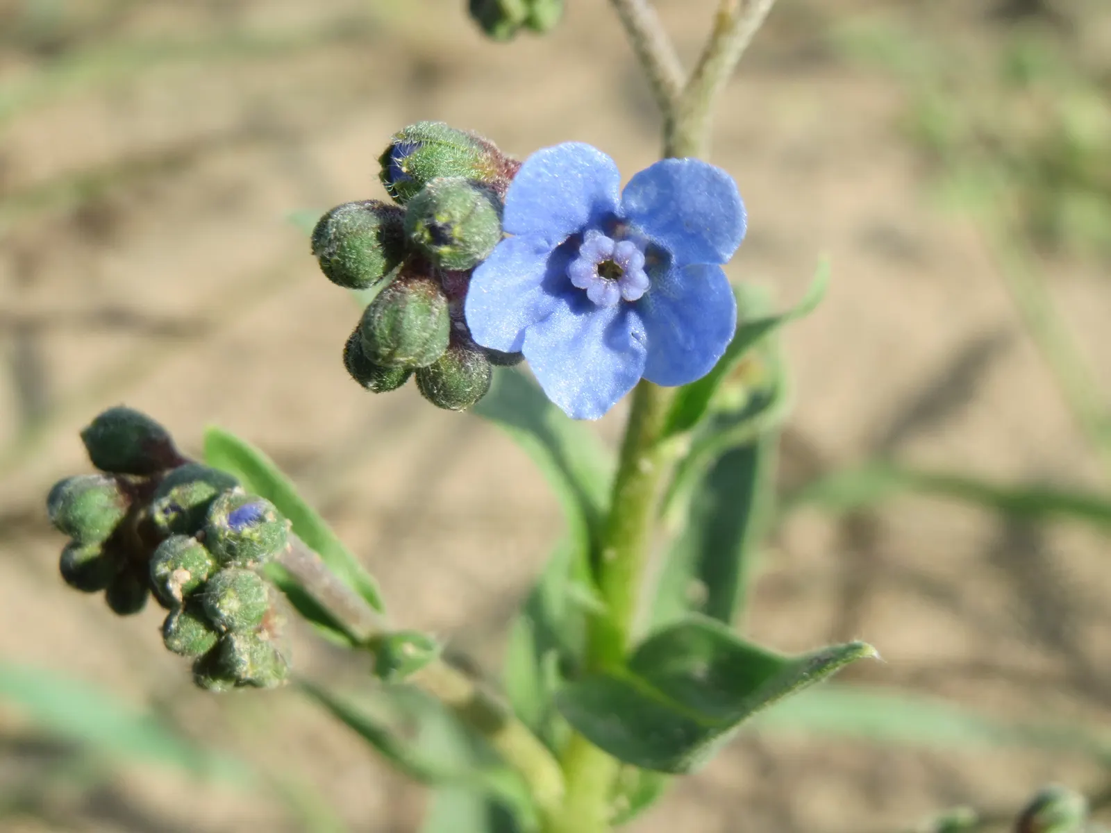 Chinese Forget-Me-Not (Cynoglossum Amabile) — providing a renewable aspect to their presence in the design