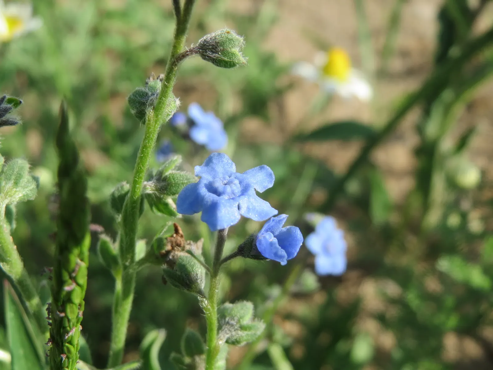 Chinese Forget-Me-Not (Cynoglossum Amabile) — as they self-seed prolifically