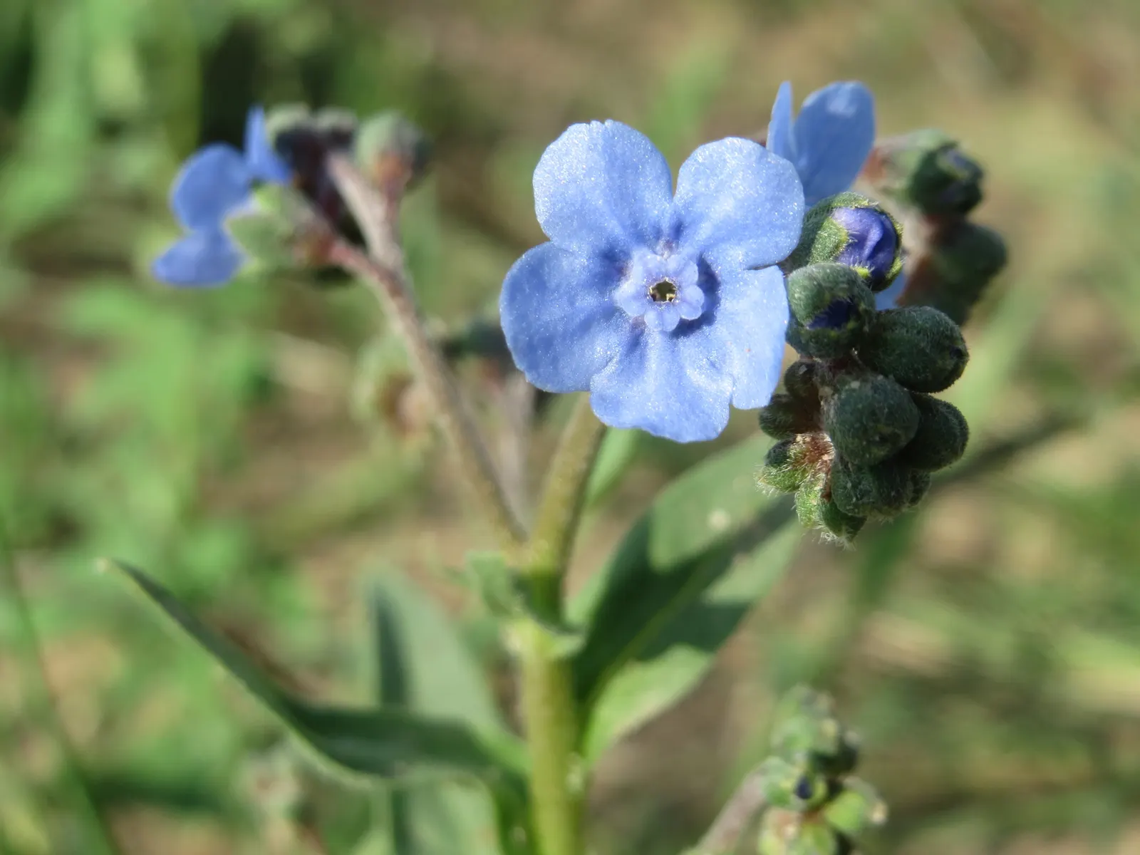 Chinese Forget-Me-Not (Cynoglossum Amabile) — adds a splash of color with its sky-blue blooms and contrasting white eye