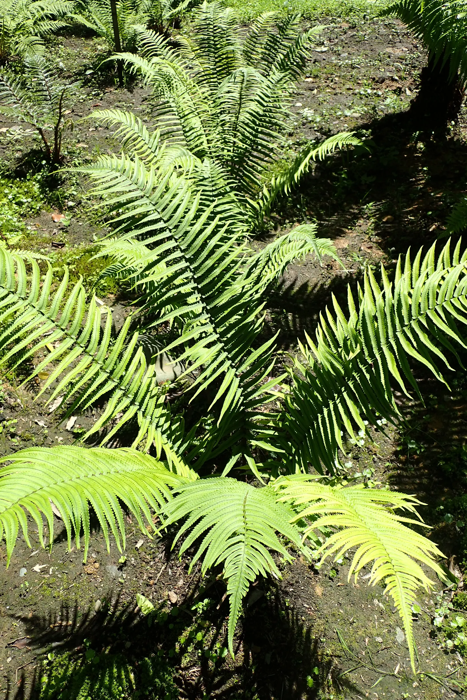 Shaggy Field Fern (Dryopteris Atrata) — it makes an excellent choice for shady areas in USDA zones 5-8