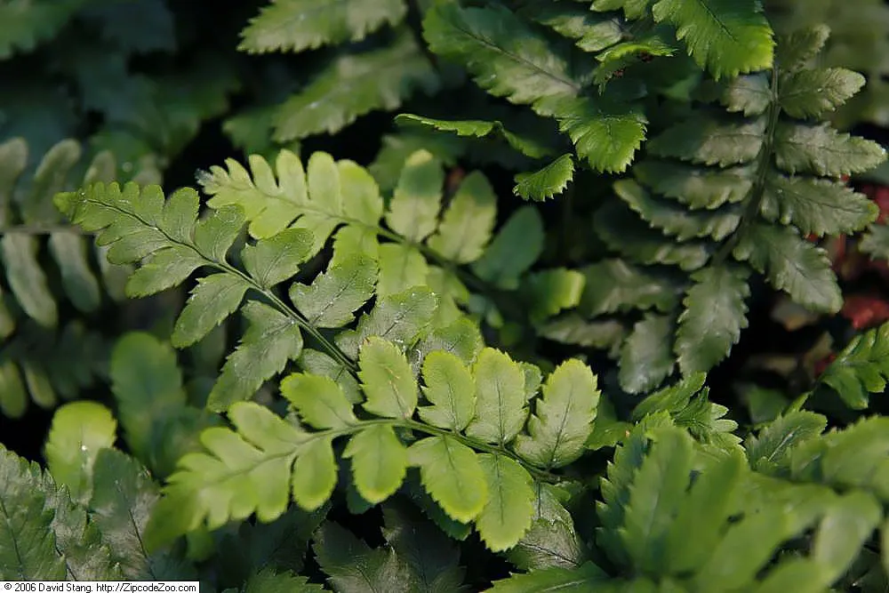 Shaggy Field Fern (Dryopteris Atrata) — The Shaggy Field Fern (Dryopteris atrata) is a striking
