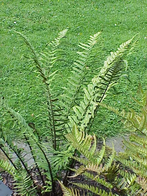 Shaggy Field Fern (Dryopteris Atrata) — commonly referred to as the Shaggy Shield Fern or simply the Shaggy Field Fern