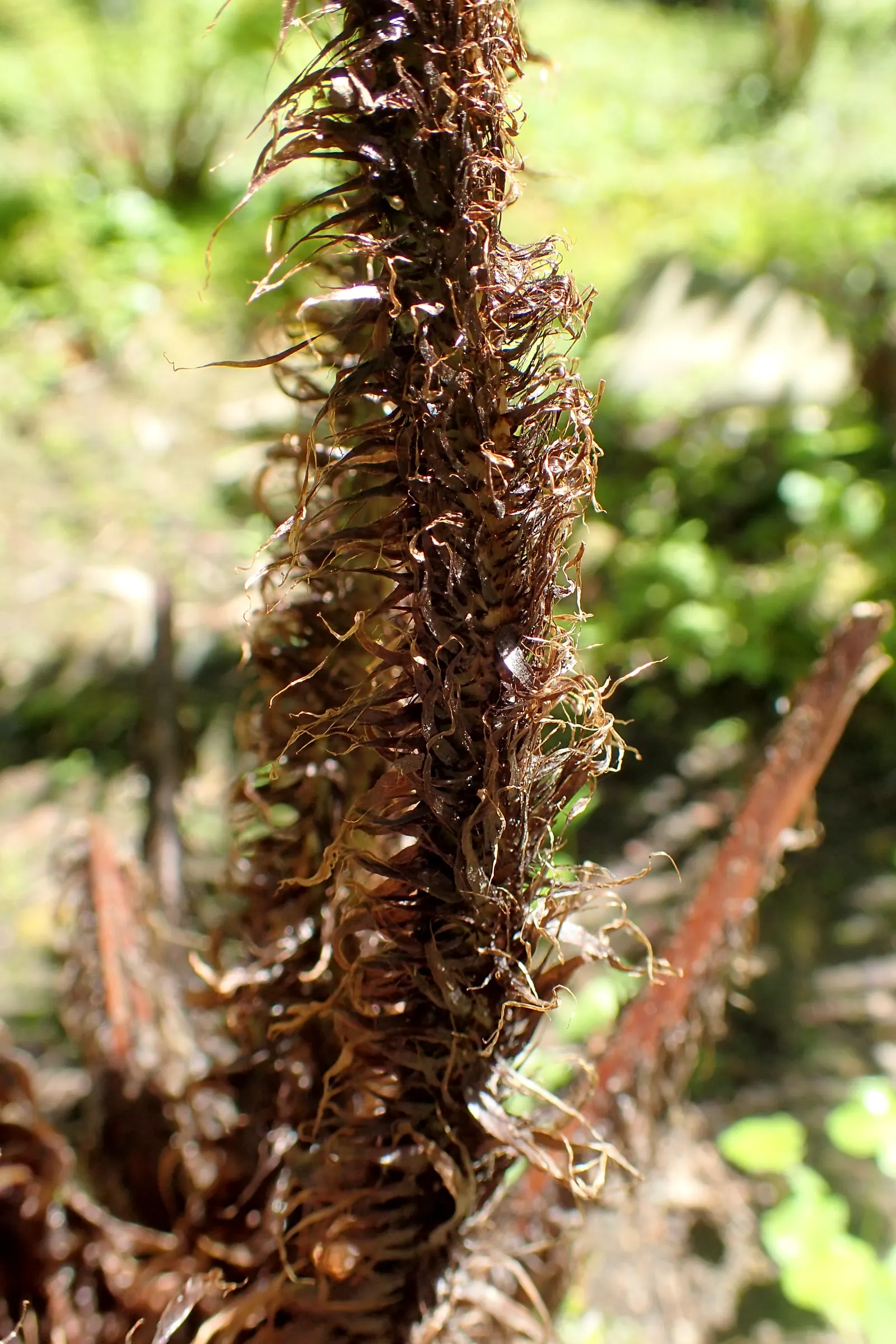 Shaggy Field Fern (Dryopteris Atrata) — Thriving in moist, well-drained soil, it forms an elegant, arching clump, perfect for woodland settings