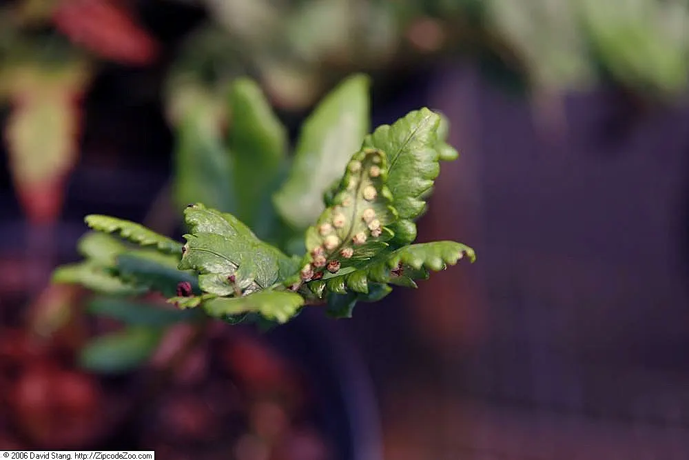 Shaggy Field Fern (Dryopteris Atrata) — is an outstanding species for adding a touch of woodland elegance to any landscape