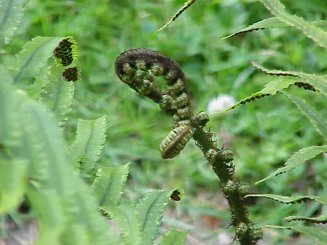 Shaggy Field Fern (Dryopteris Atrata) — reaching an approximate height of 24 to 36 inches