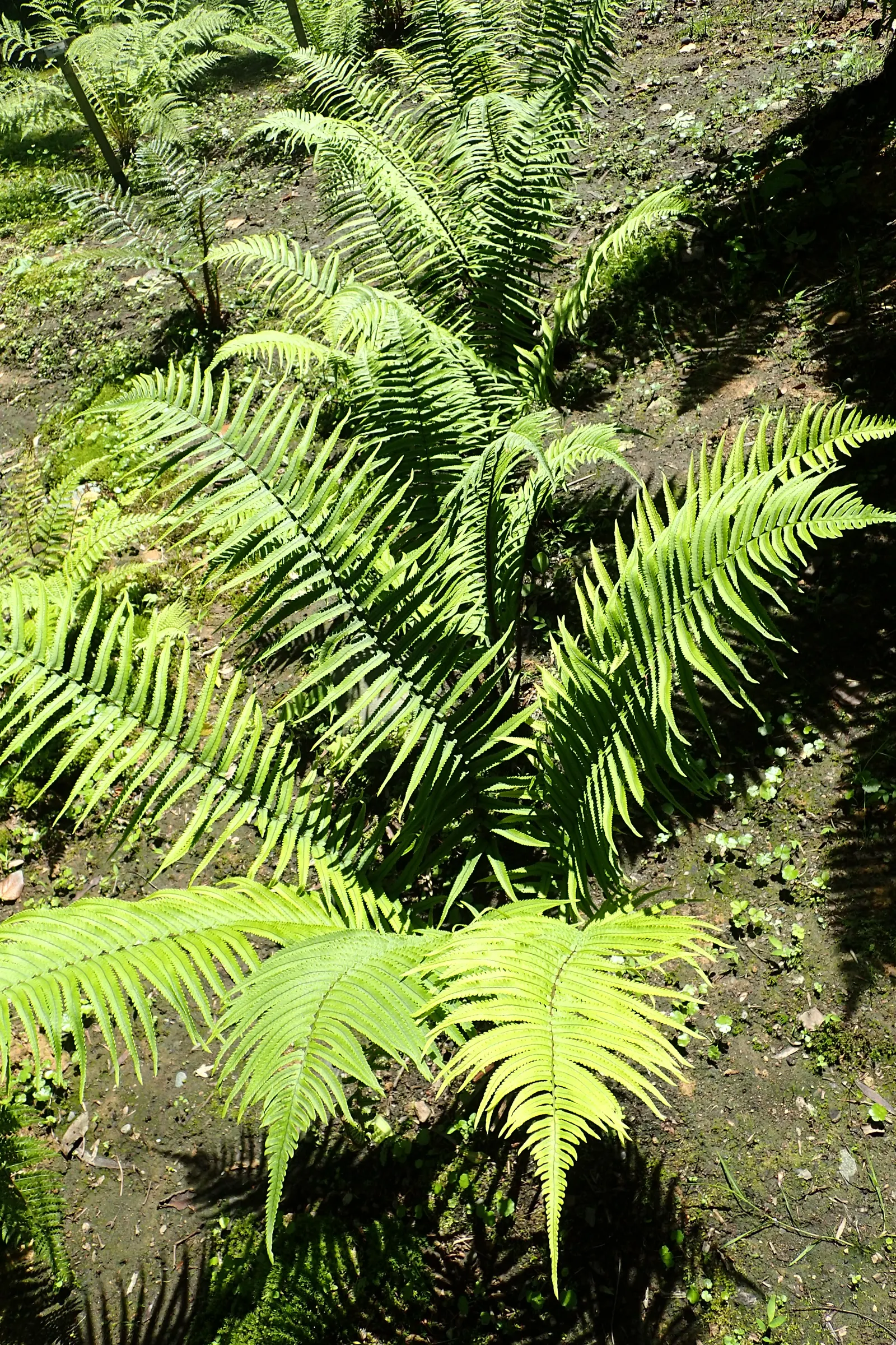 Shaggy Field Fern (Dryopteris Atrata) — With a mature size reaching up to 24 inches high and wide