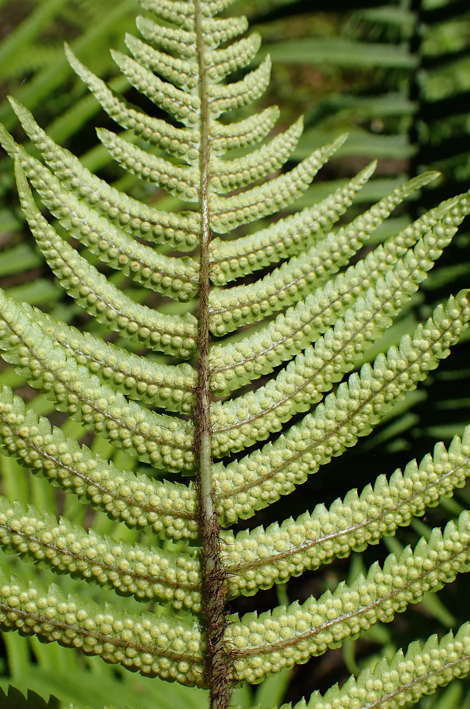 Shaggy Field Fern (Dryopteris Atrata) — semi-evergreen fern featuring dark green