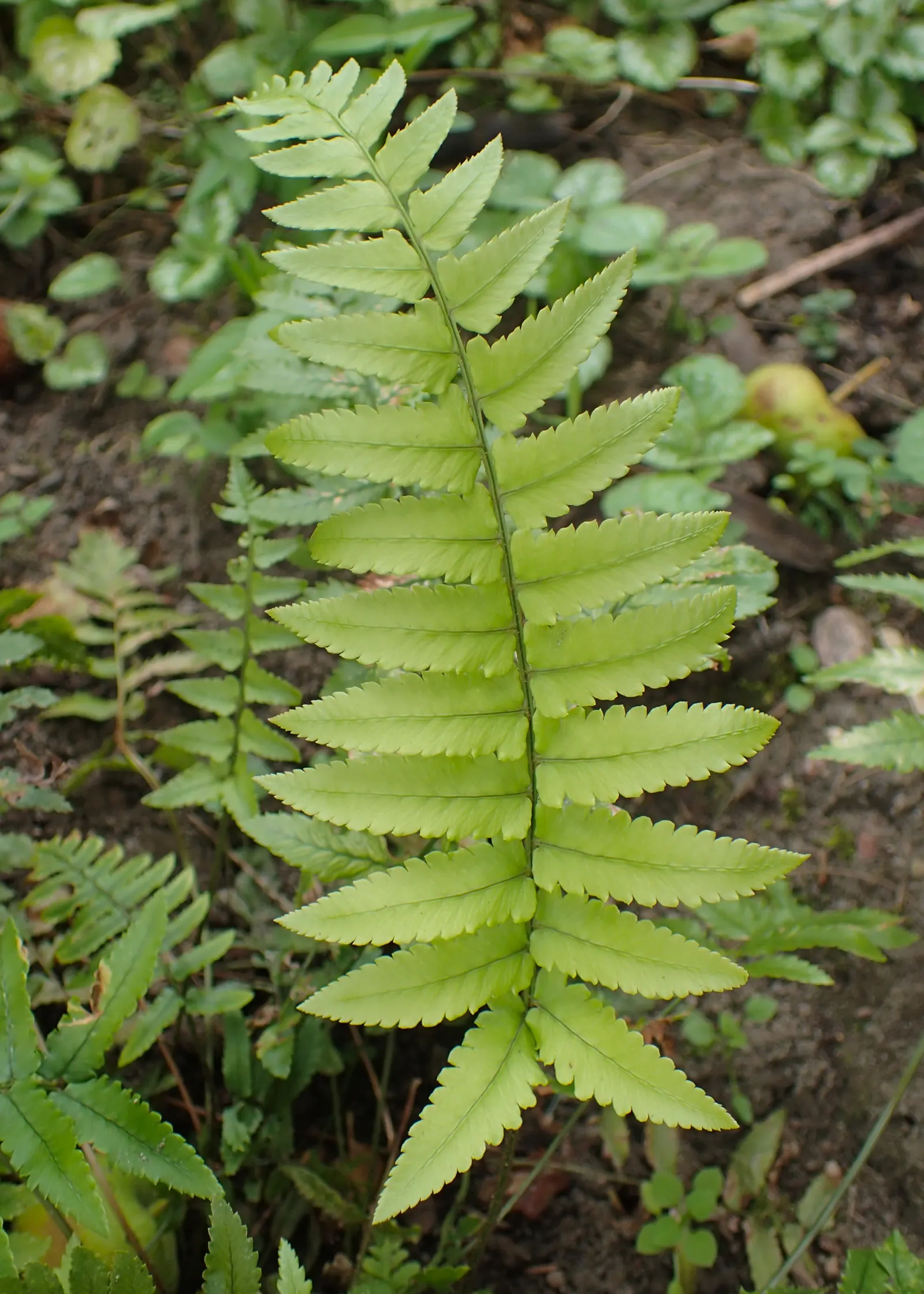 Shaggy Field Fern (Dryopteris Atrata) — This semi-evergreen fern boasts a robust and upright growth habit
