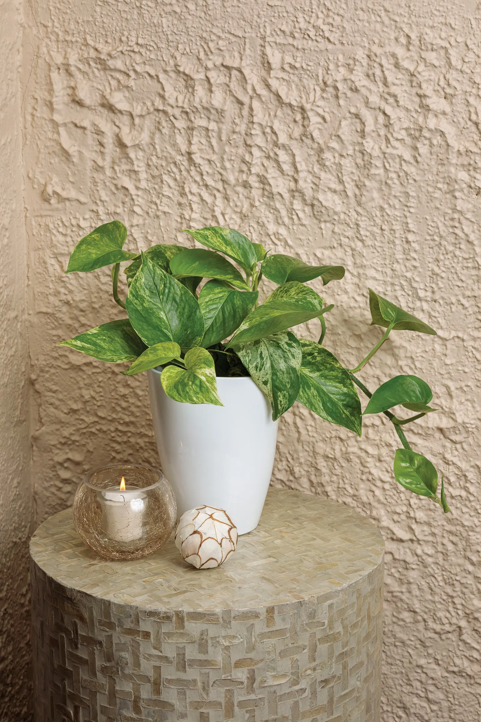 Snowy Morning™ Marble Queen Pothos (Epipremnum aureum) — It can stay compact at 6-12 inches or trail and climb up to 9 feet indoors